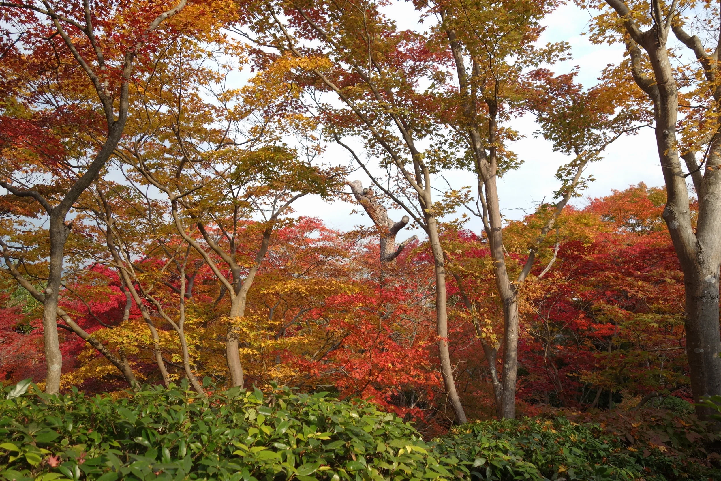  © 2017 Lisa Vining. All Rights Reserved. 