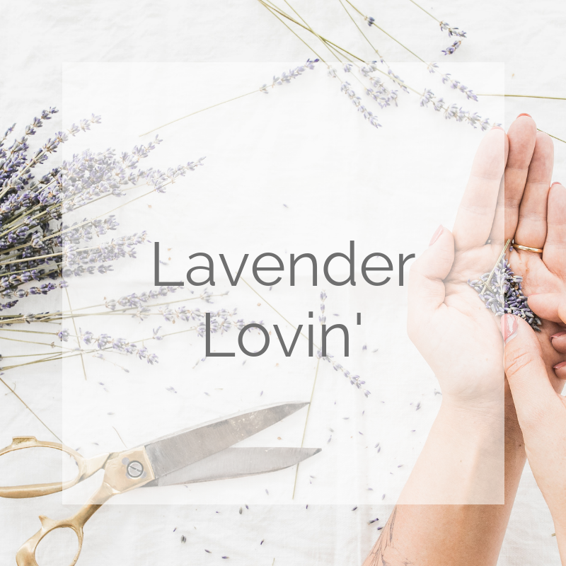 Lavender Lovin.png