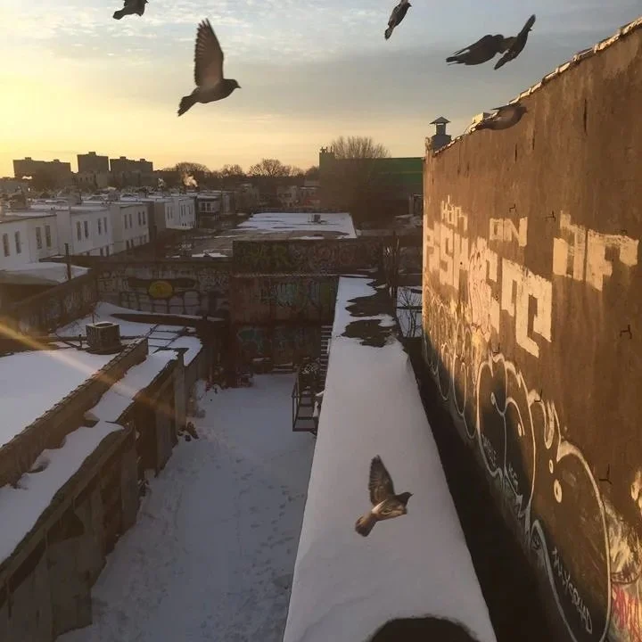 A photo of pigeons in flight over snowy rooftops