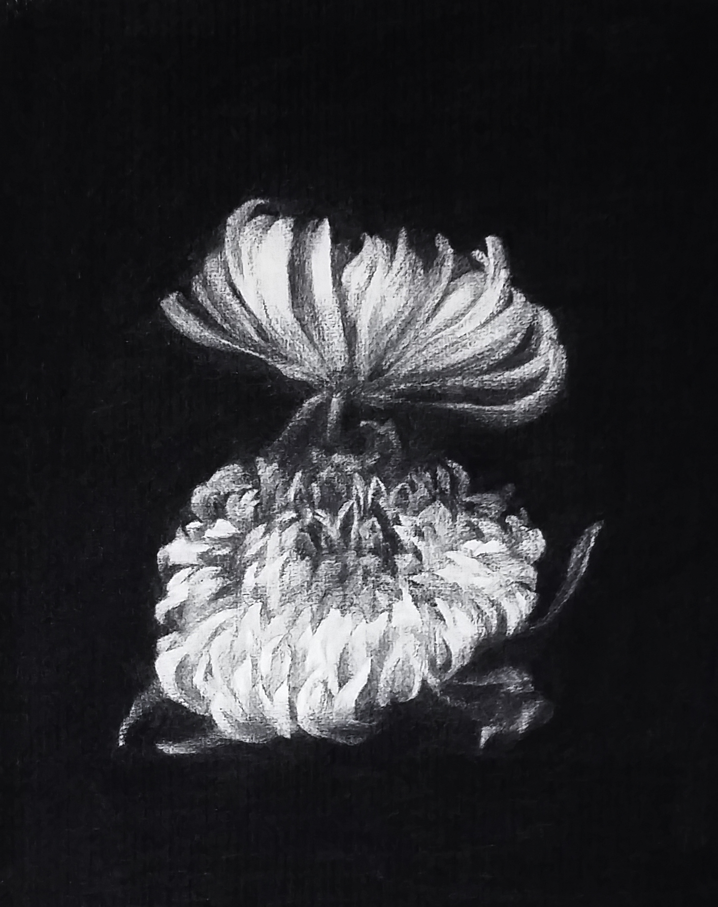   Flowers X  2016 Charcoal on paper, 36cm by 40cm&nbsp; 