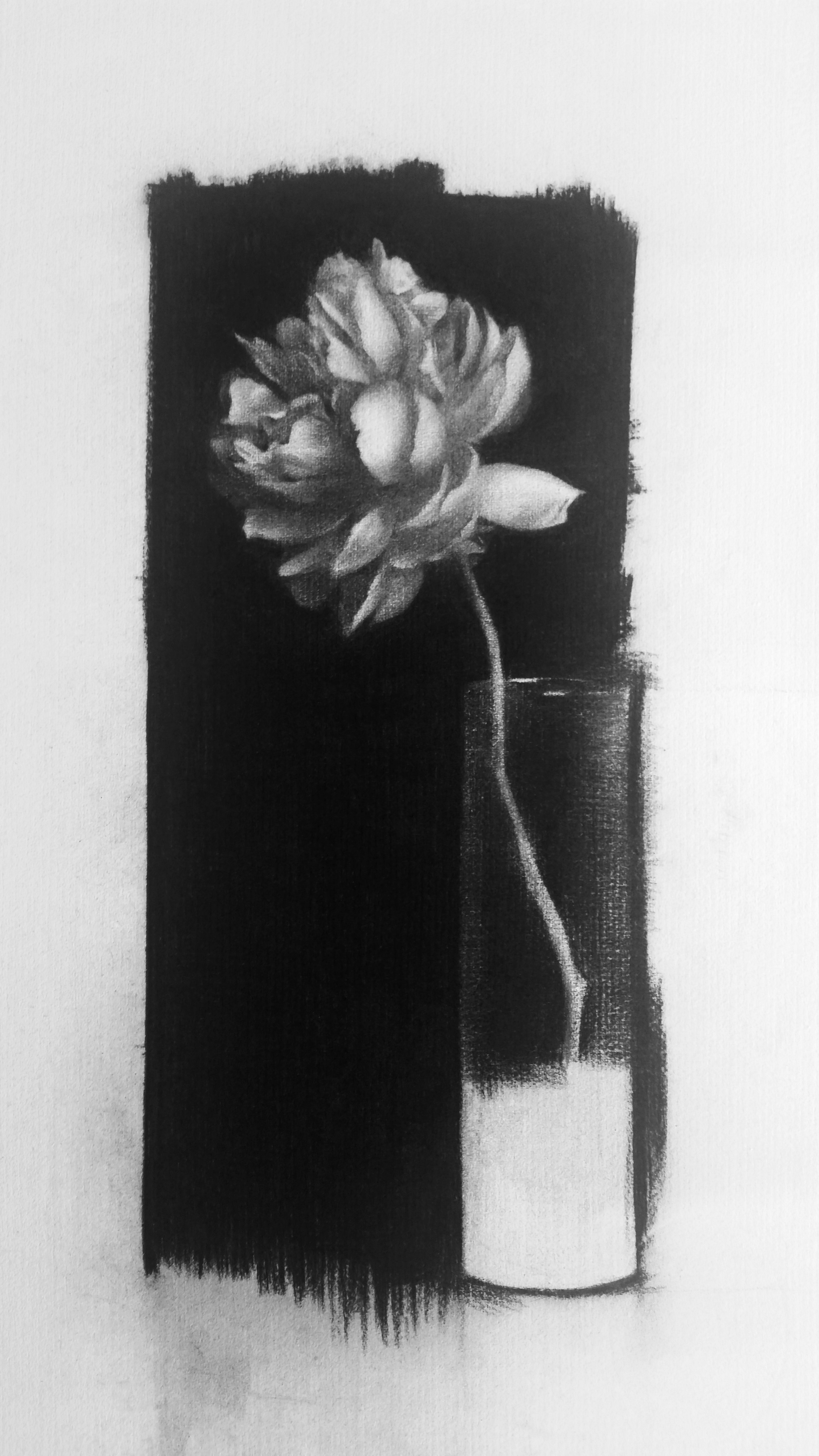 Peony 2015 Charcoal on paper, 39cm by 65cm 