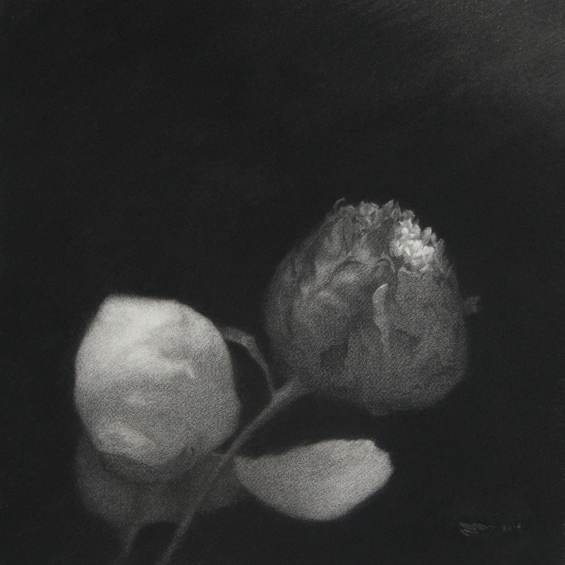   Defiance  2016 Charcoal on paper, 45cm by 45cm 