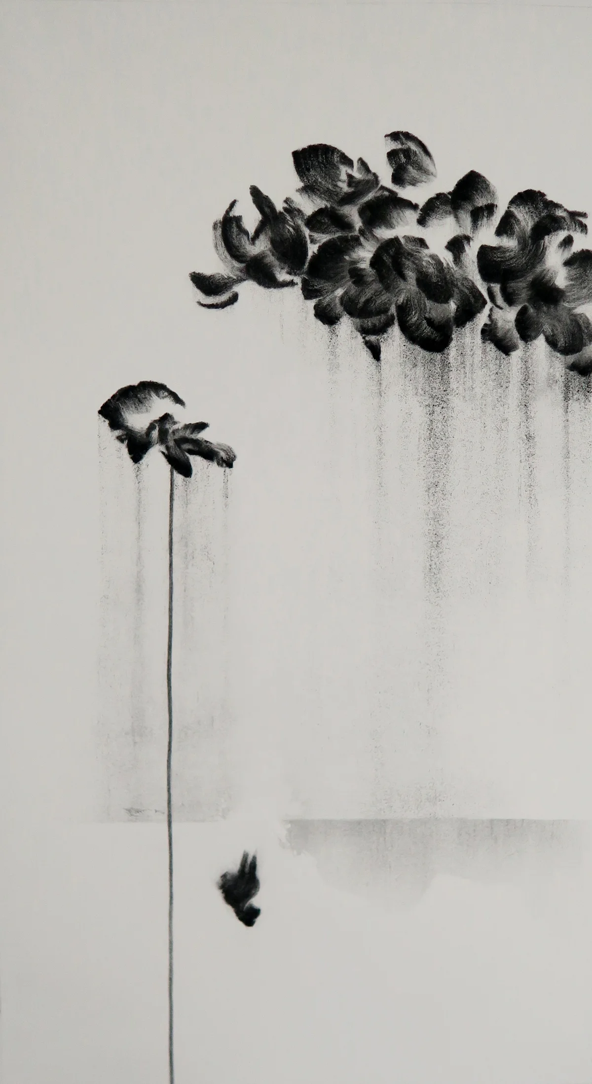 Poppy Wall Charcoal on paper 2017 100cm x 50cm sold. Exhibited at Art Porters Gallery “Flower Flights” solo exhibition. past series: Flower Flights