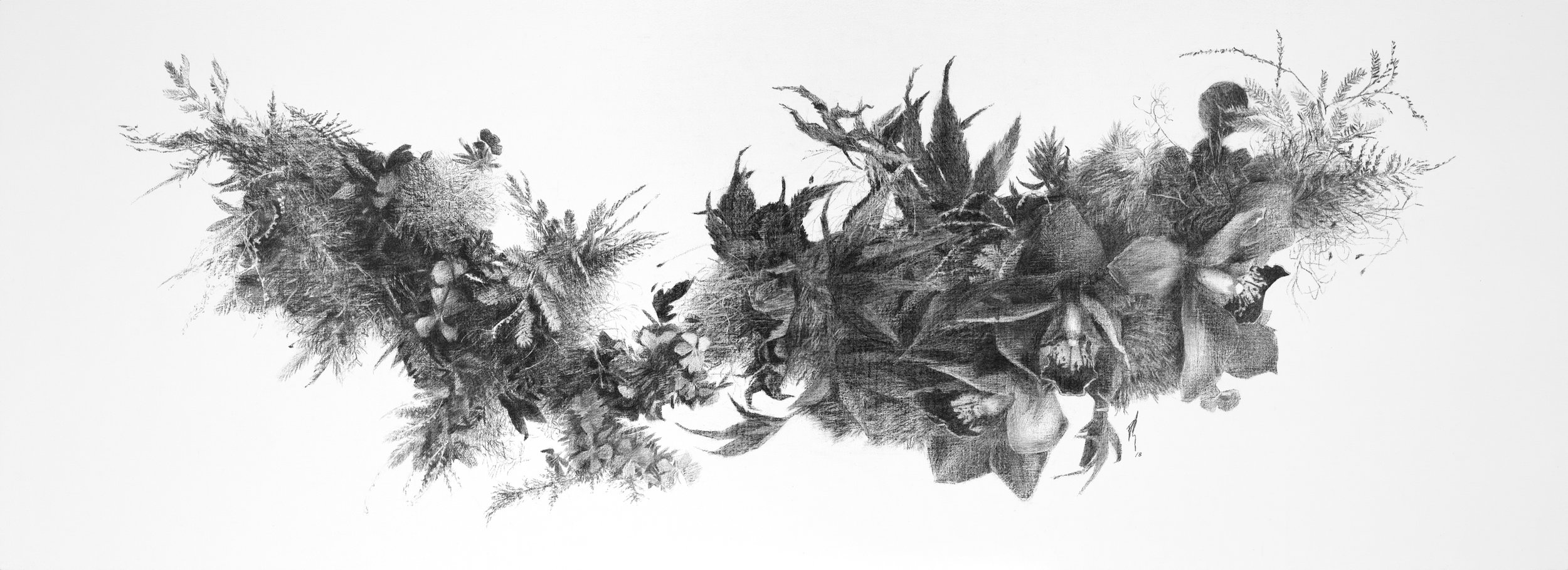Wingspan I Charcoal on linen 2018 40cm x 110cm sold. Exhibited at Art Porters Gallery “Flower Flights” solo exhibition. past series: Flower Flights