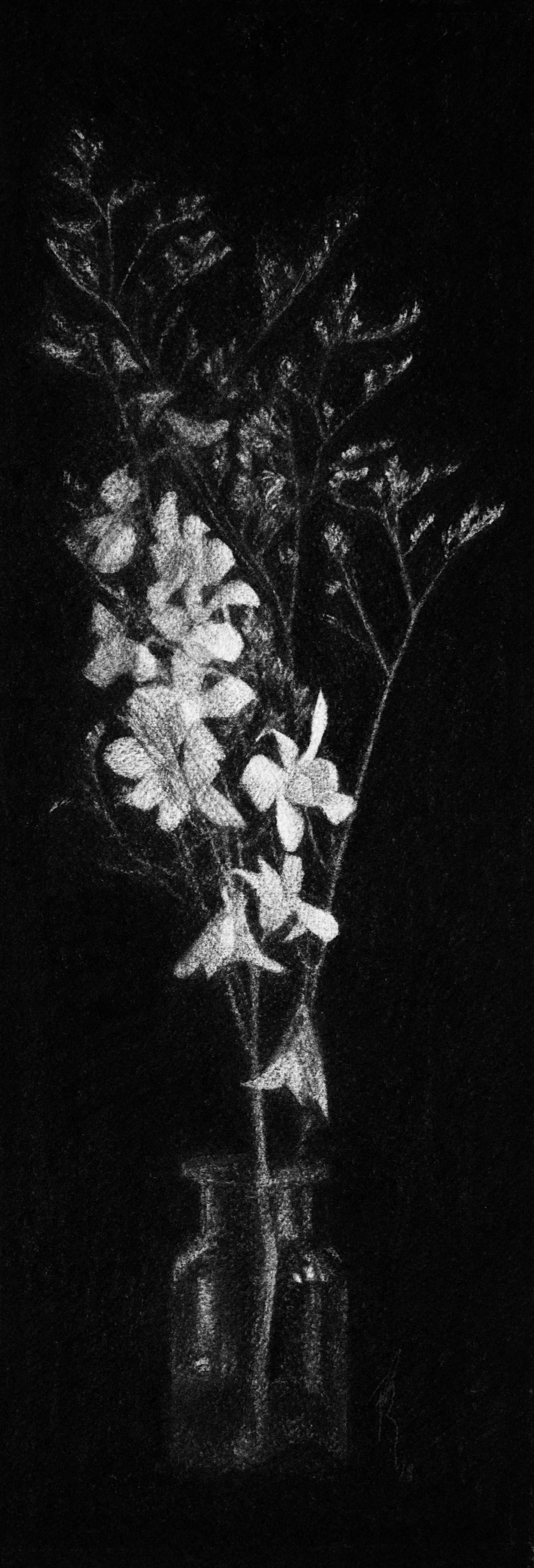   Orchids I  2018 Charcoal on paper, 37cm x 12cm 