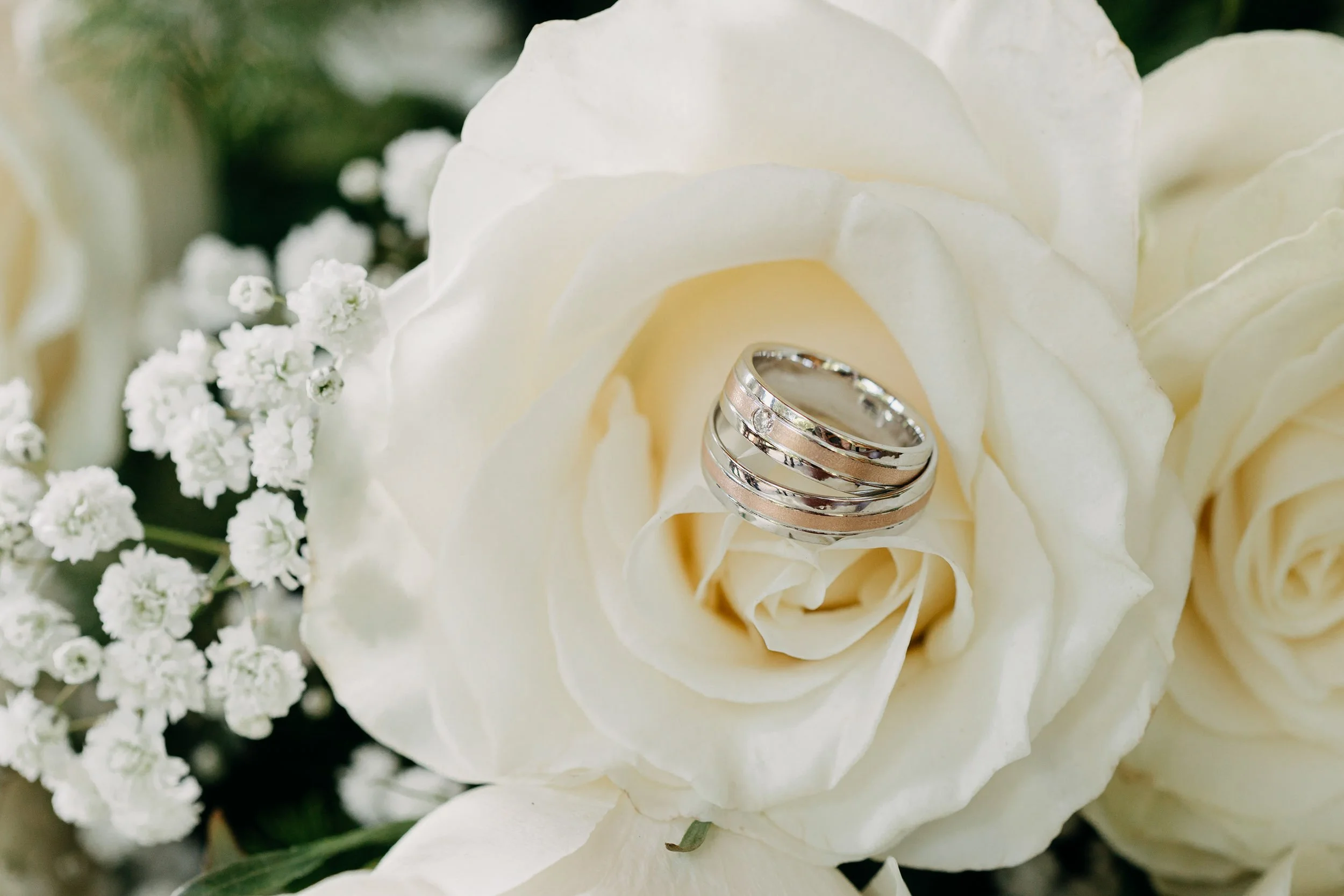 Close-up of a white rose with wedding rings resting on its petals