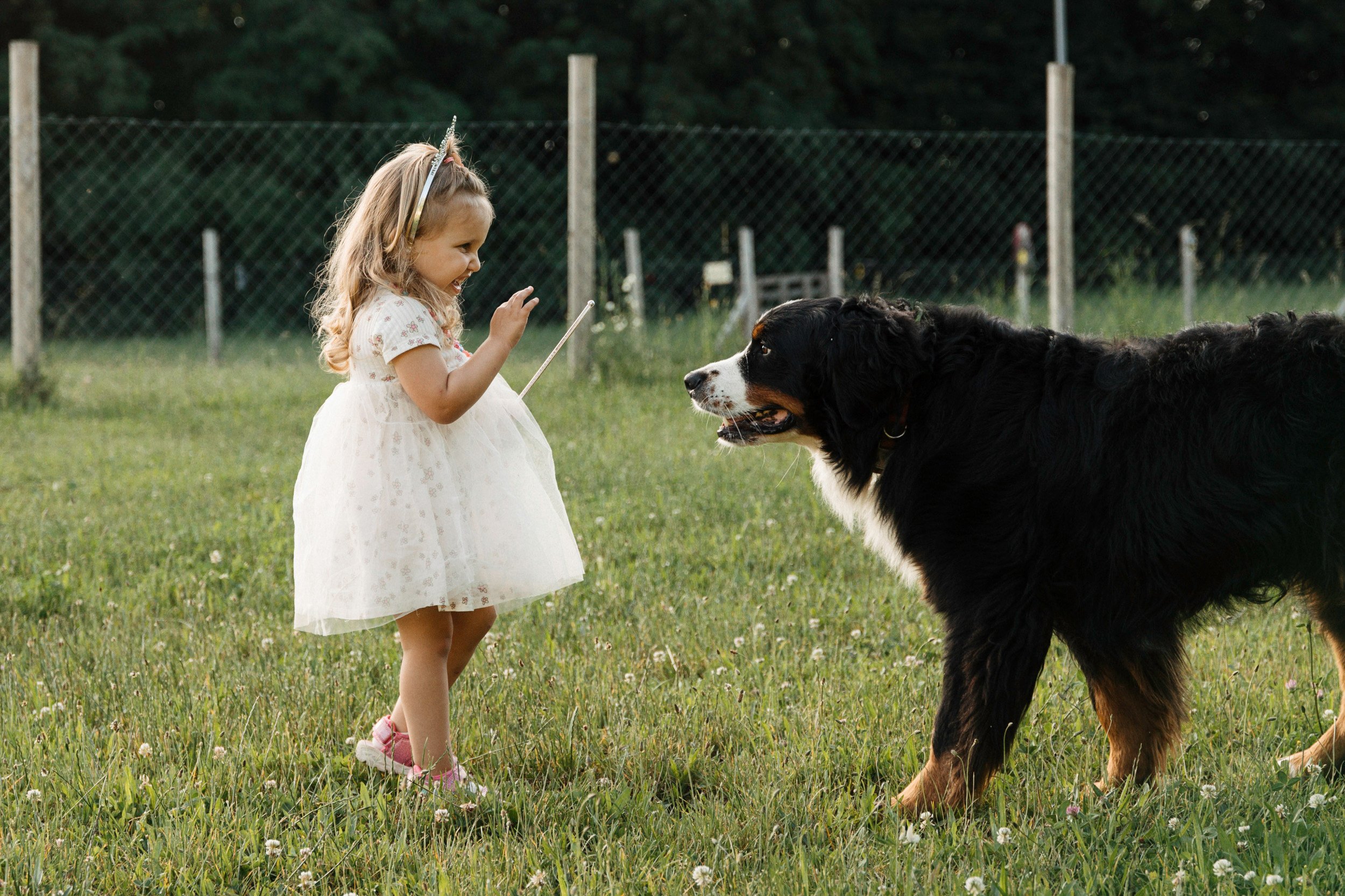 A young girl in a white dress with pink shoes playing with a large black and brown dog in a grassy field, with a chain-link fence and trees in the background.