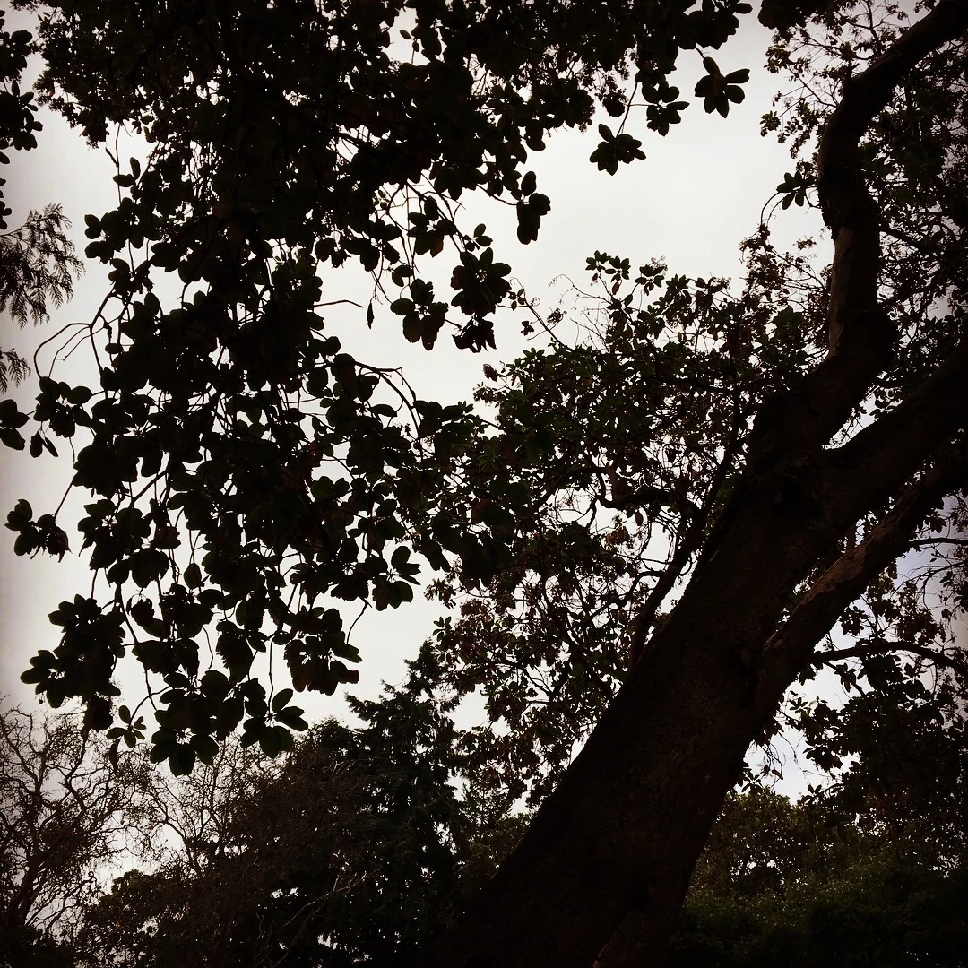 under the canopy, patterns, dark and light, strong and delicate