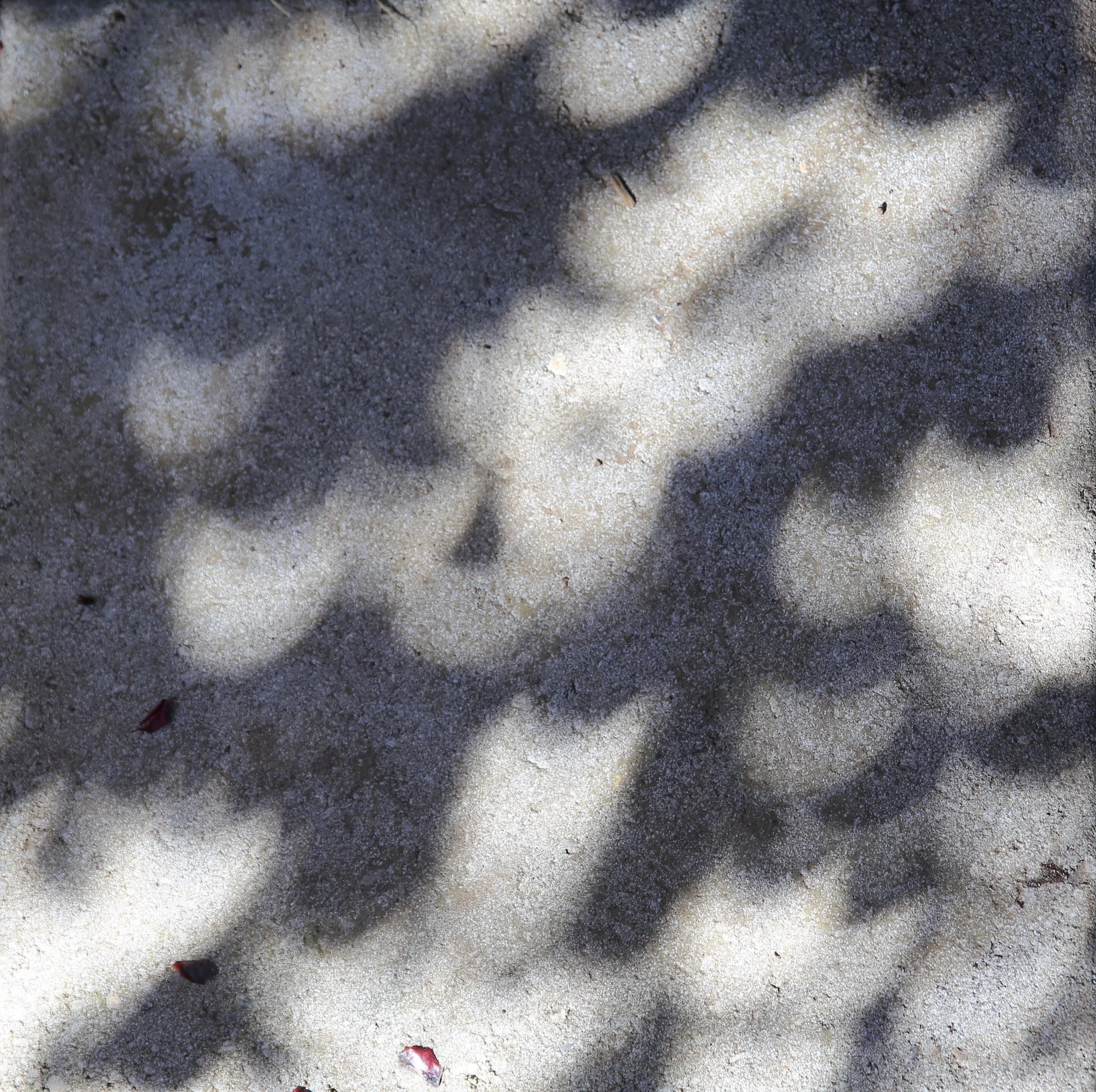 Shadows through the leaves of a plum tree on the solar eclipse 2017
