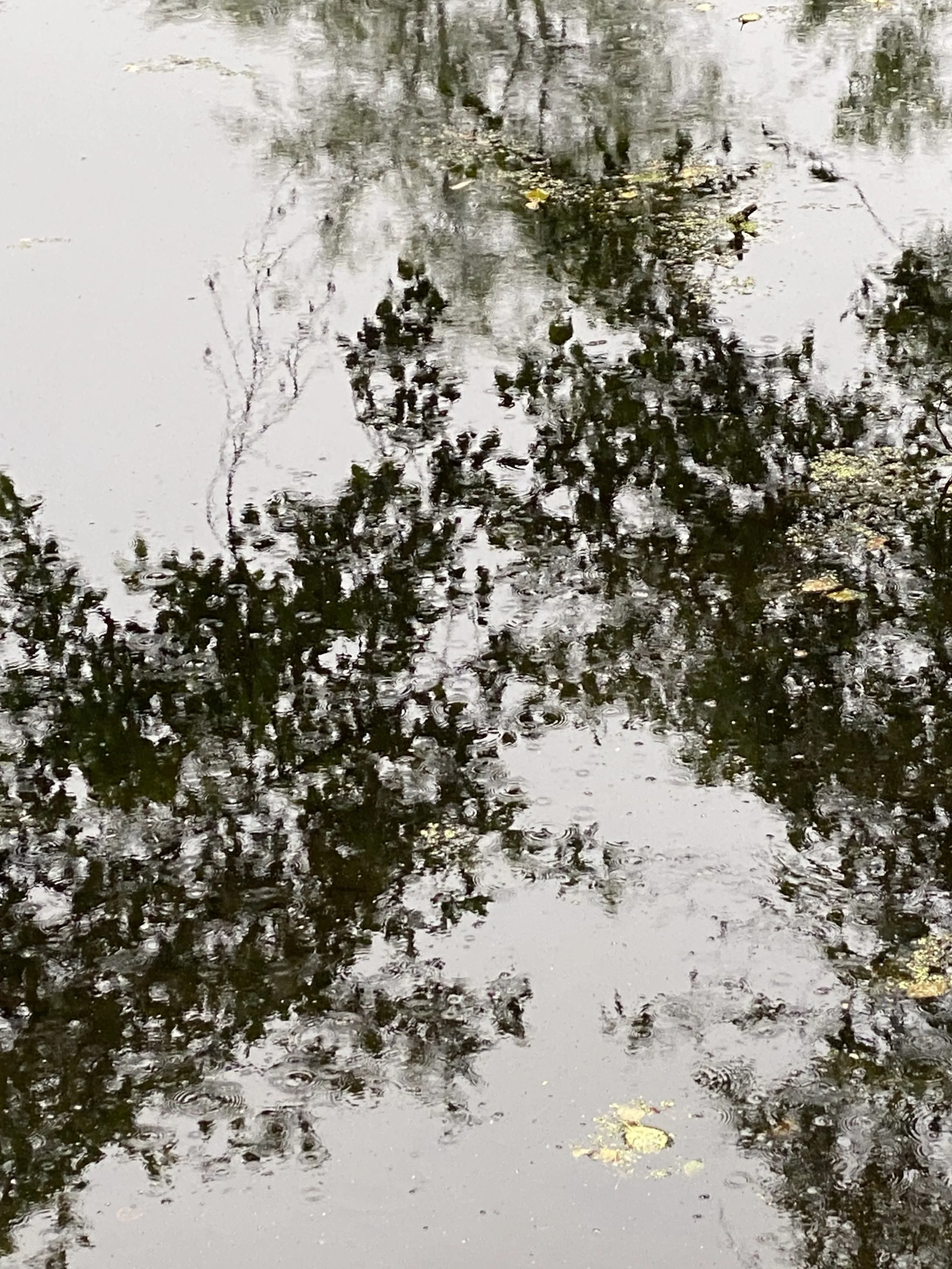 Bloedel Reserve 2020