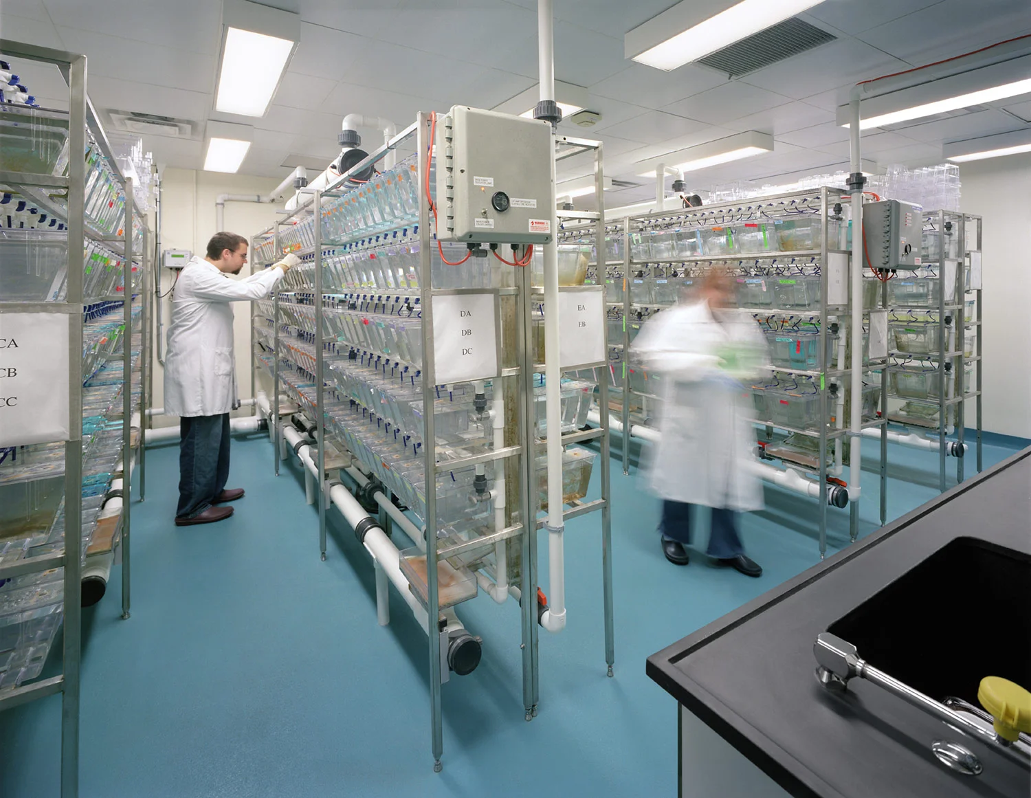 Dana-Farber Cancer Institute, Zebrafish Laboratory