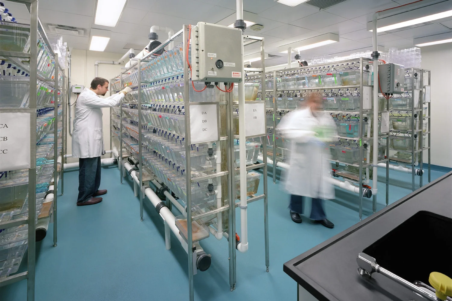 Zebrafish Lab