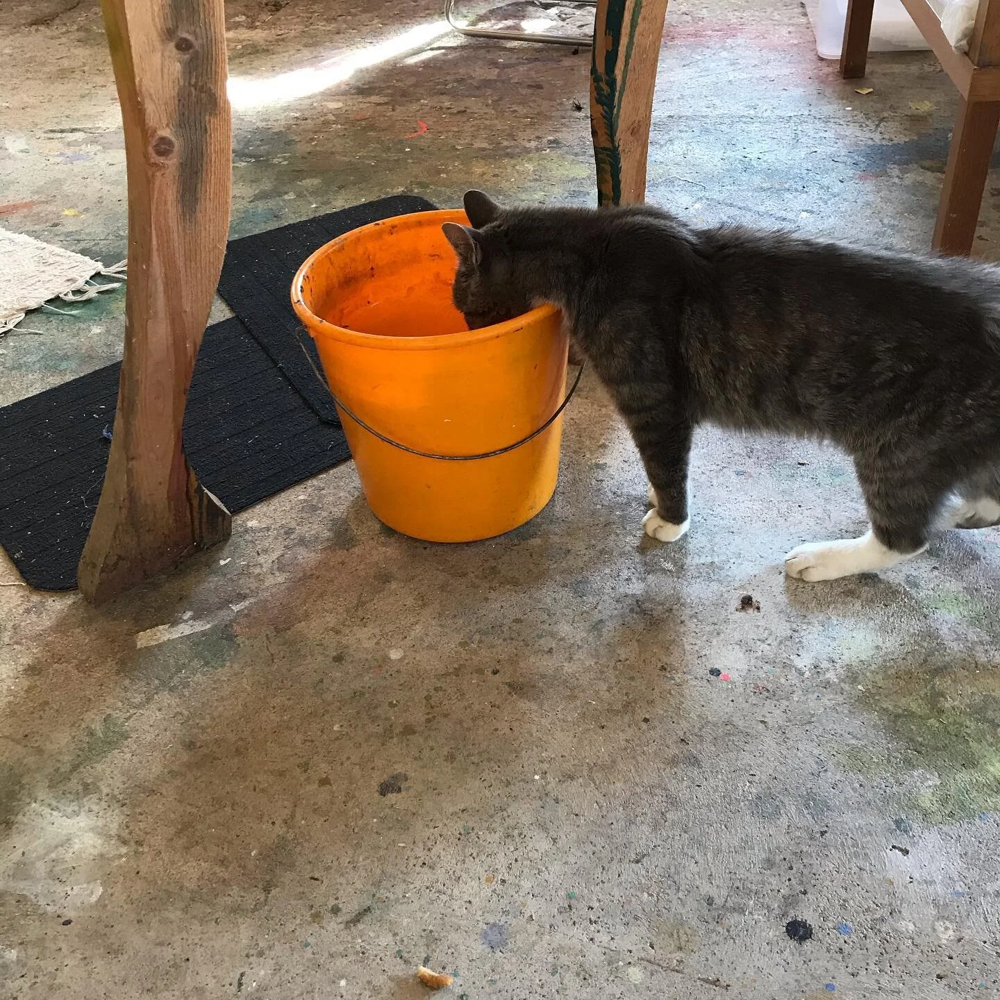 Does cats paint? Mr Bullen  spend time with the Vedic Art students and enjoy our studios. We are all happy to be his quest. The cat is the boss :-D Vedic Art &Ouml;land Sweden. Summer 2020.