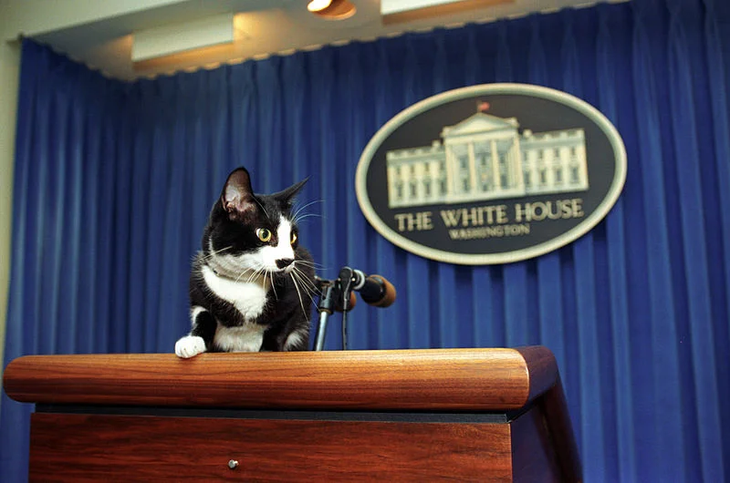 022 Public domain in the US Socks being Presidential 105.jpg