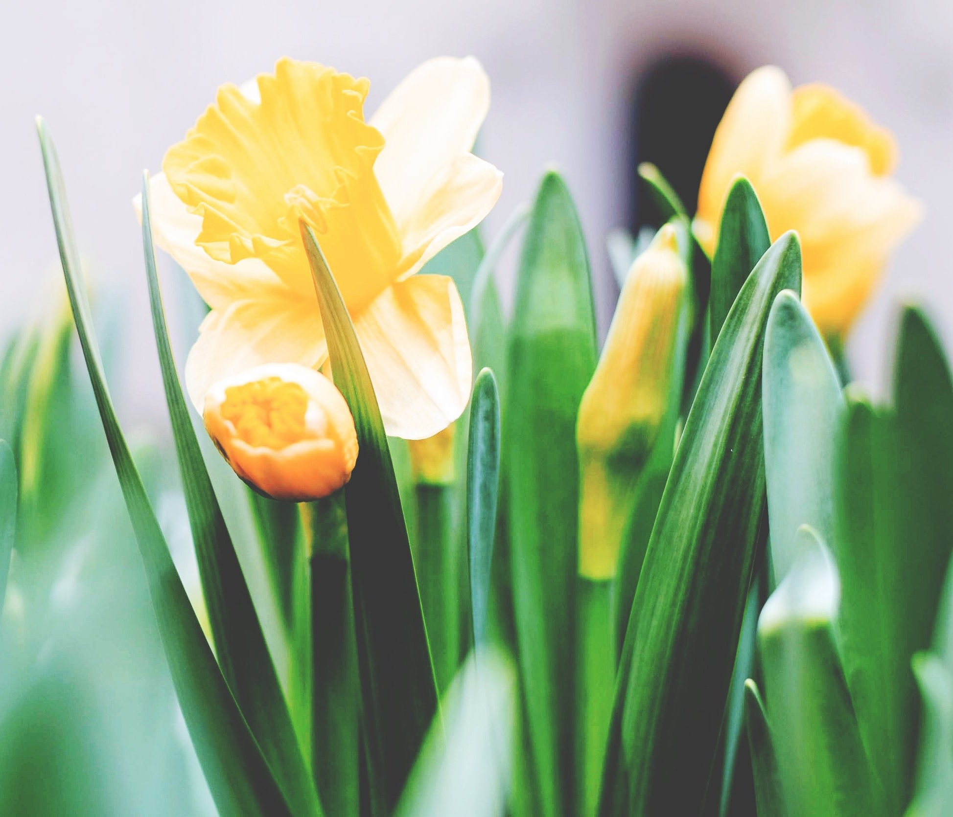 daffodils.jpeg