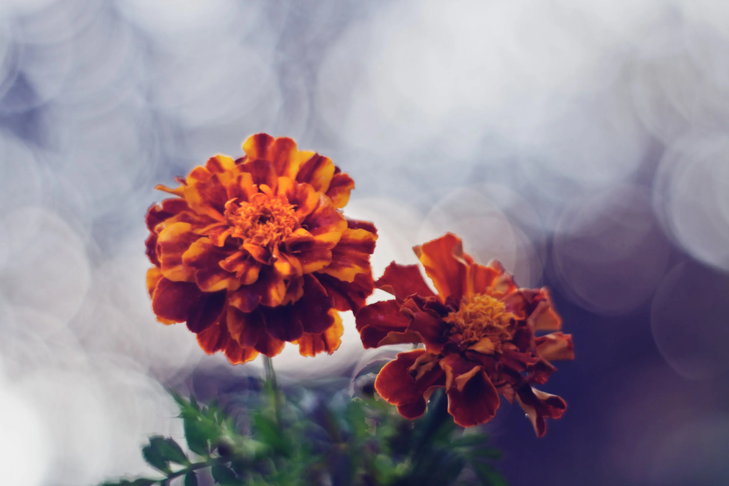 are marigolds toxic to dogs