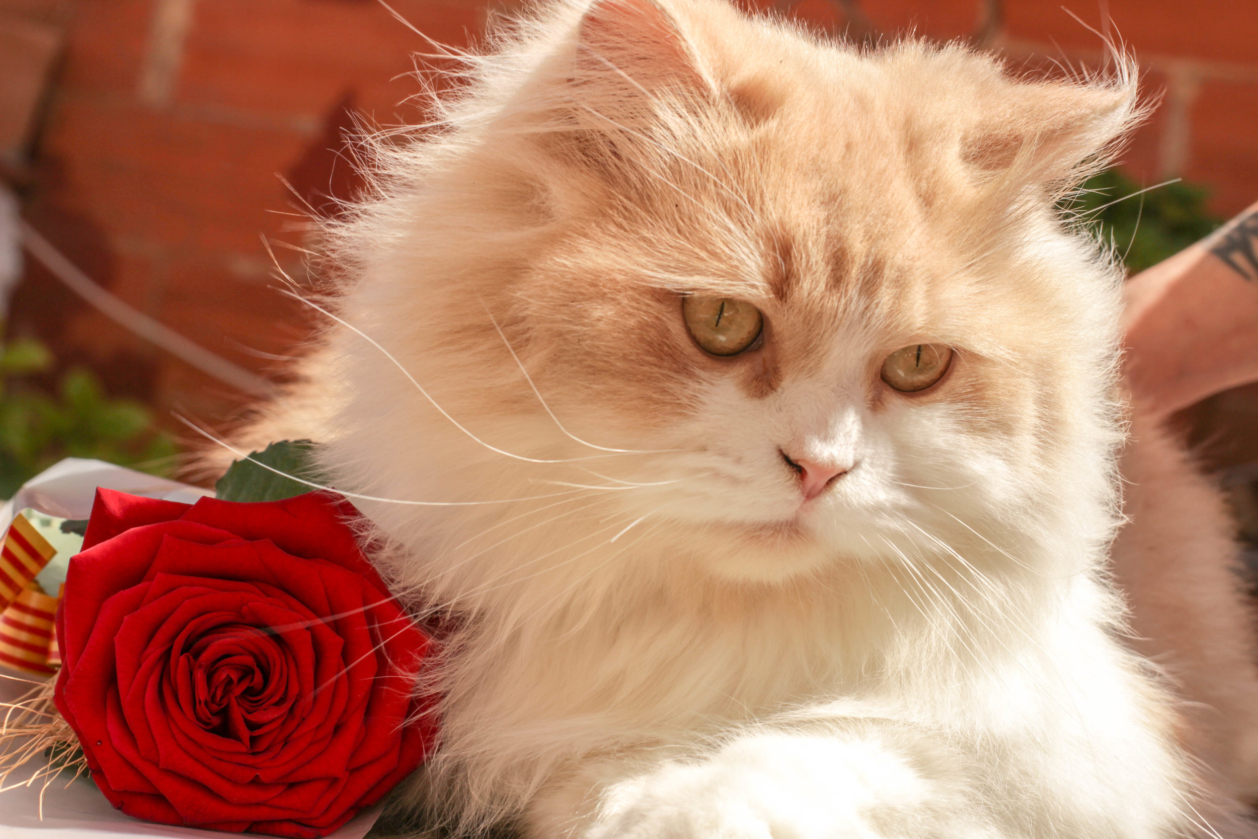 cat with rose.jpeg