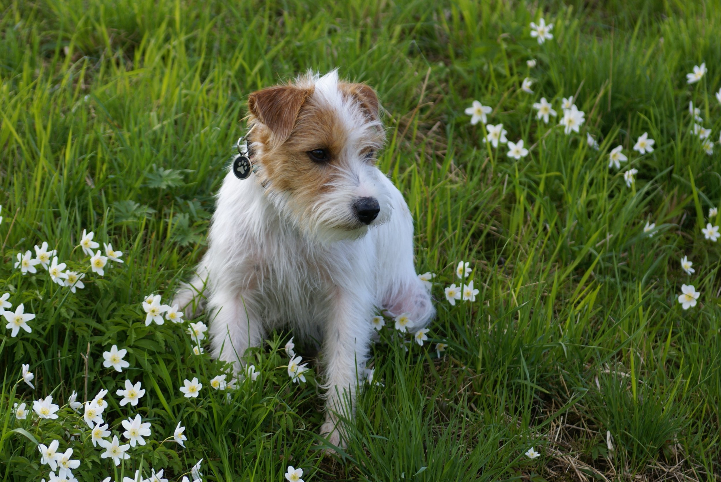 dog with flowers.jpeg