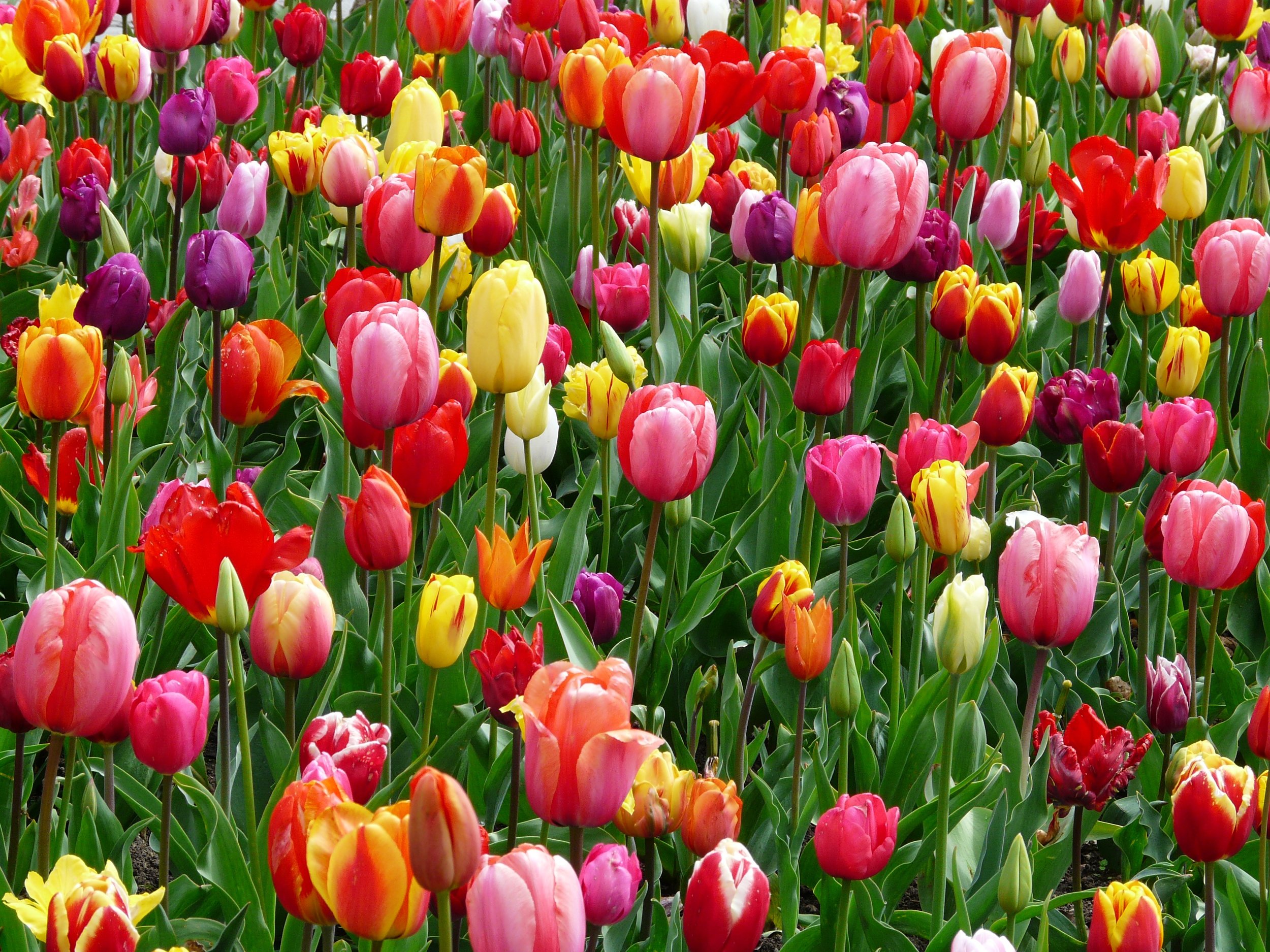 tulips-bed-colorful-color-69776.jpeg