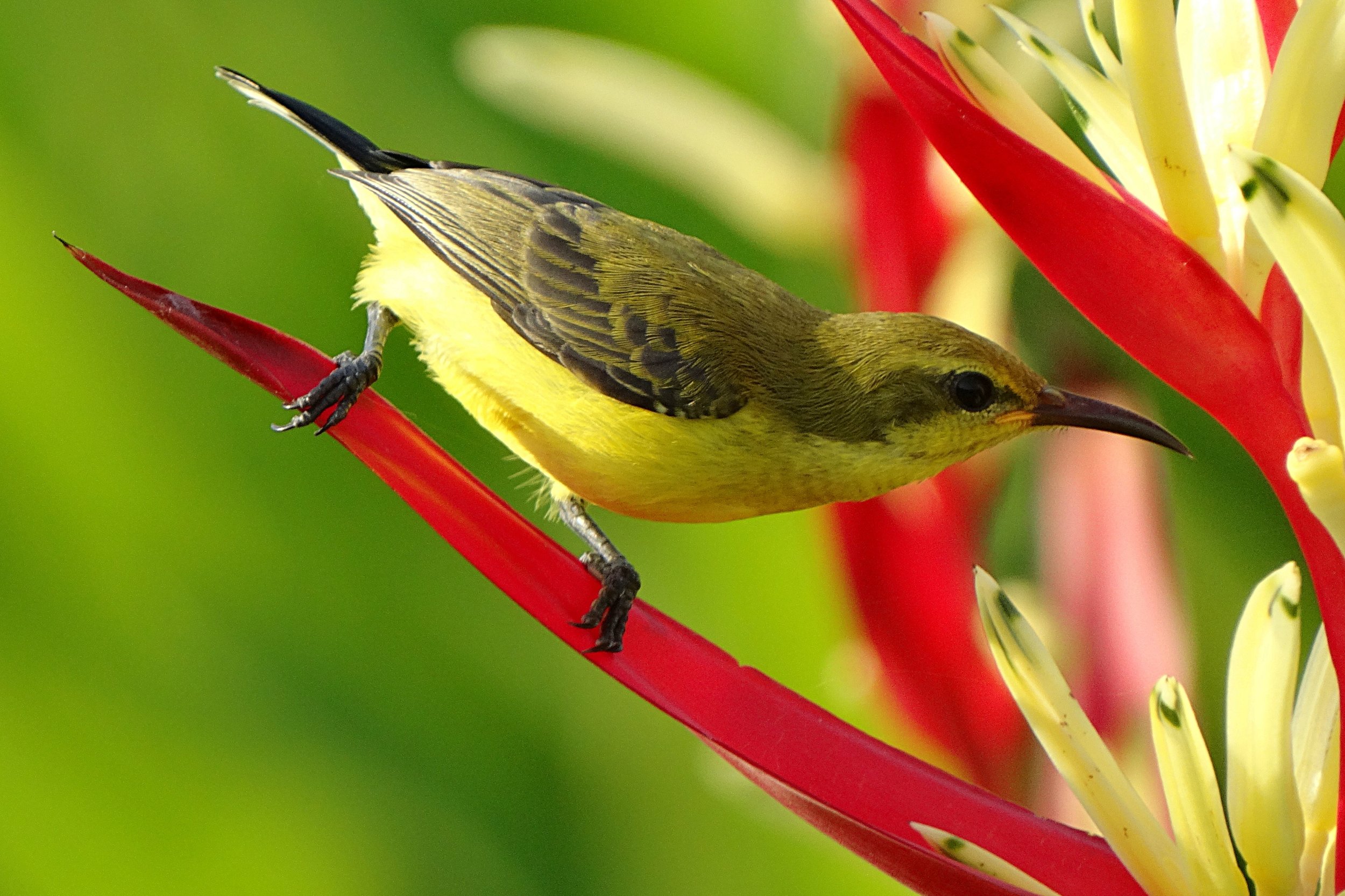 bird with flower.jpeg