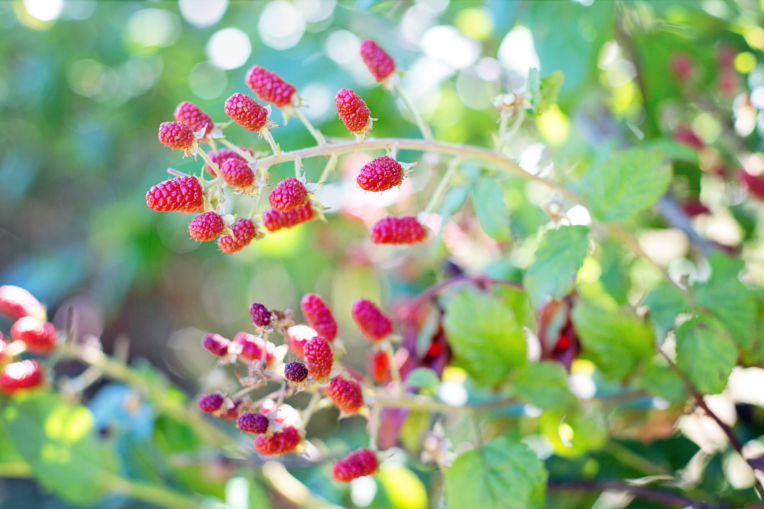 110 raspberries-bush-red-summer-158116.jpeg
