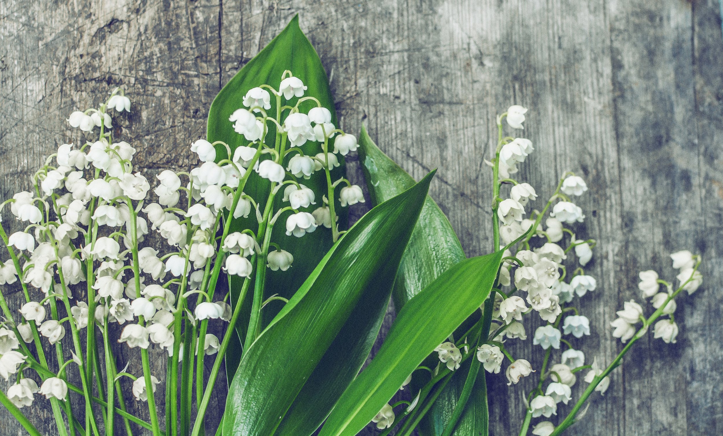 lily of the valley.jpeg