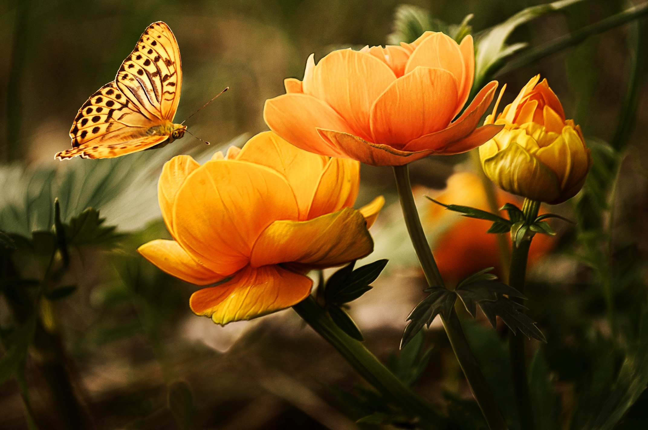 110 flowers-background-butterflies-beautiful-87452.jpeg