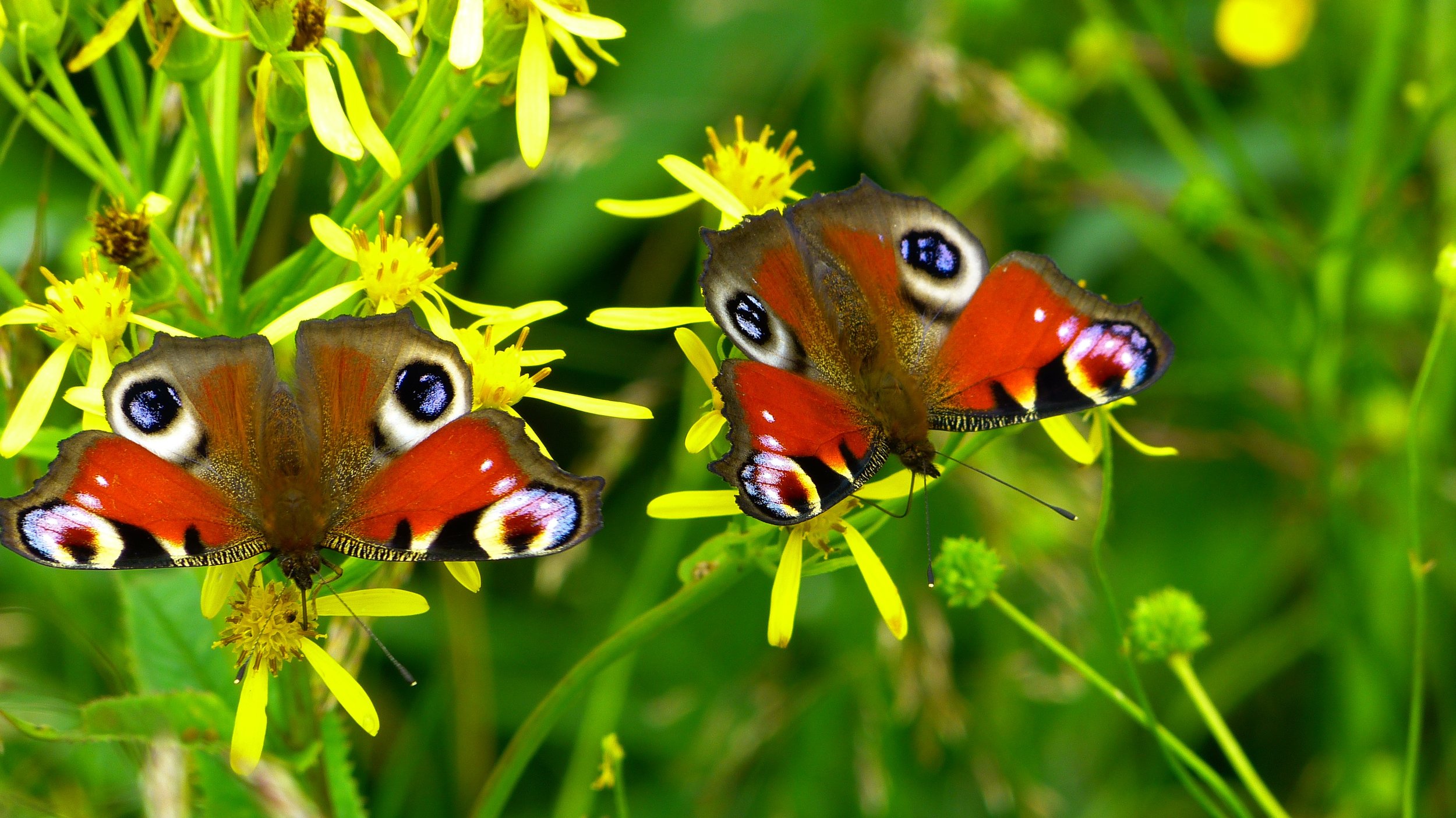110 inachis-io-butterfly-butterfly-peacock-nature-46498.jpeg