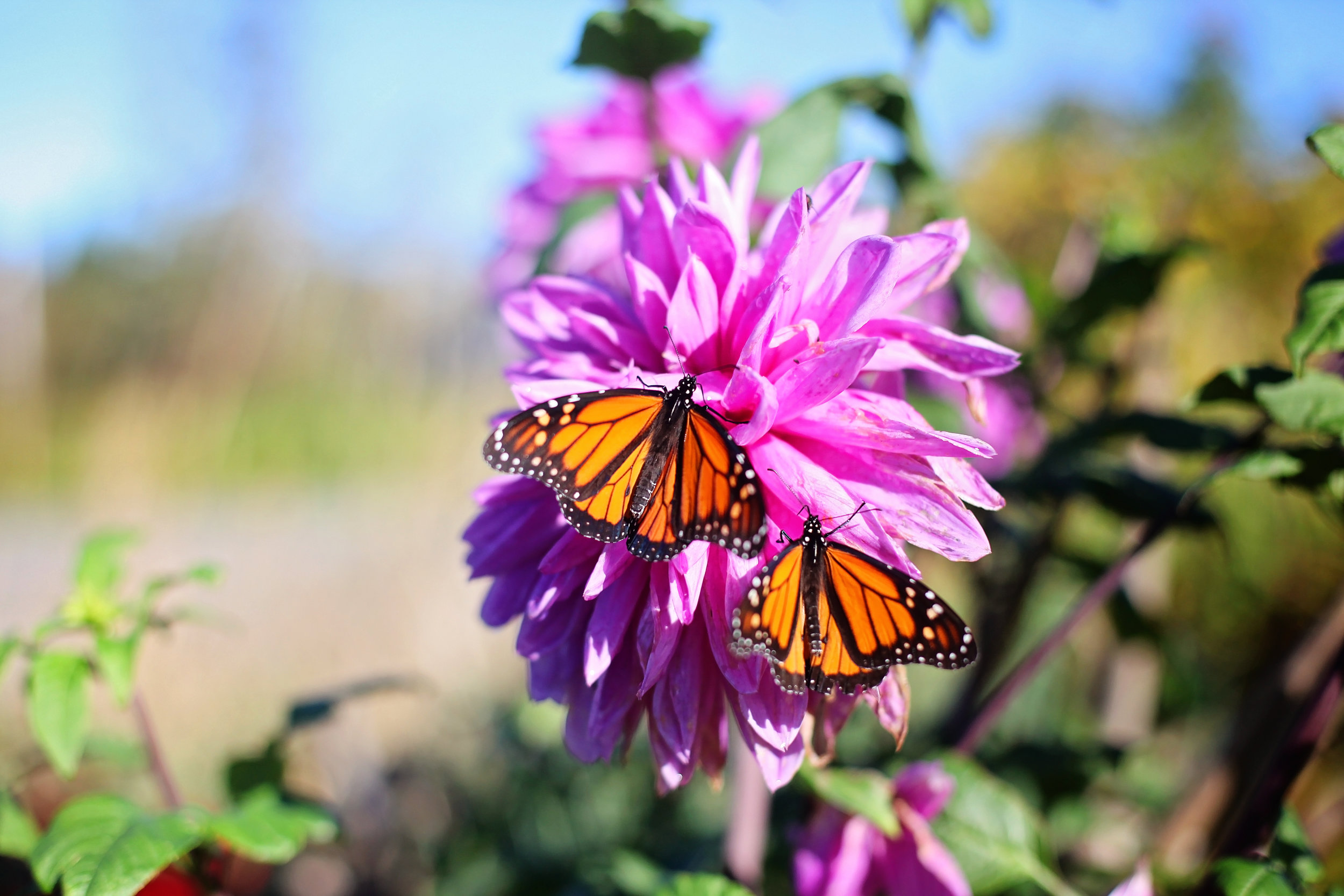 butterly with flower3.jpeg