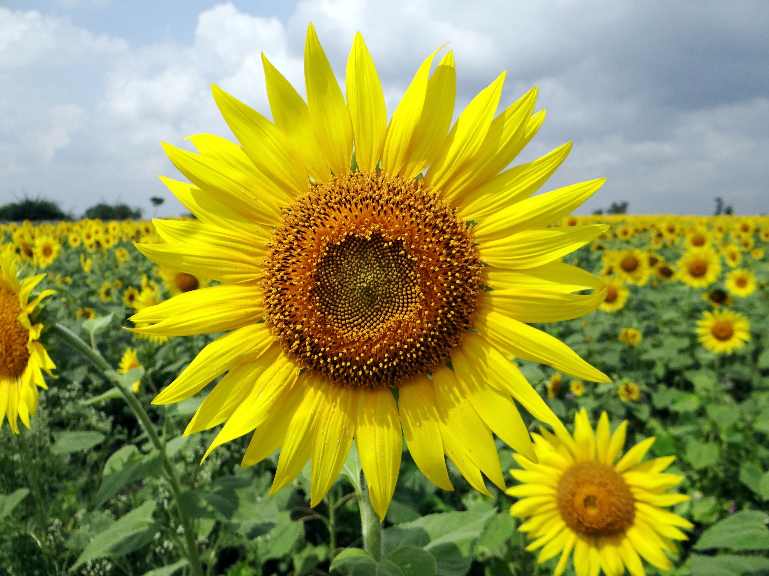 111 flower-sunflower.jpeg