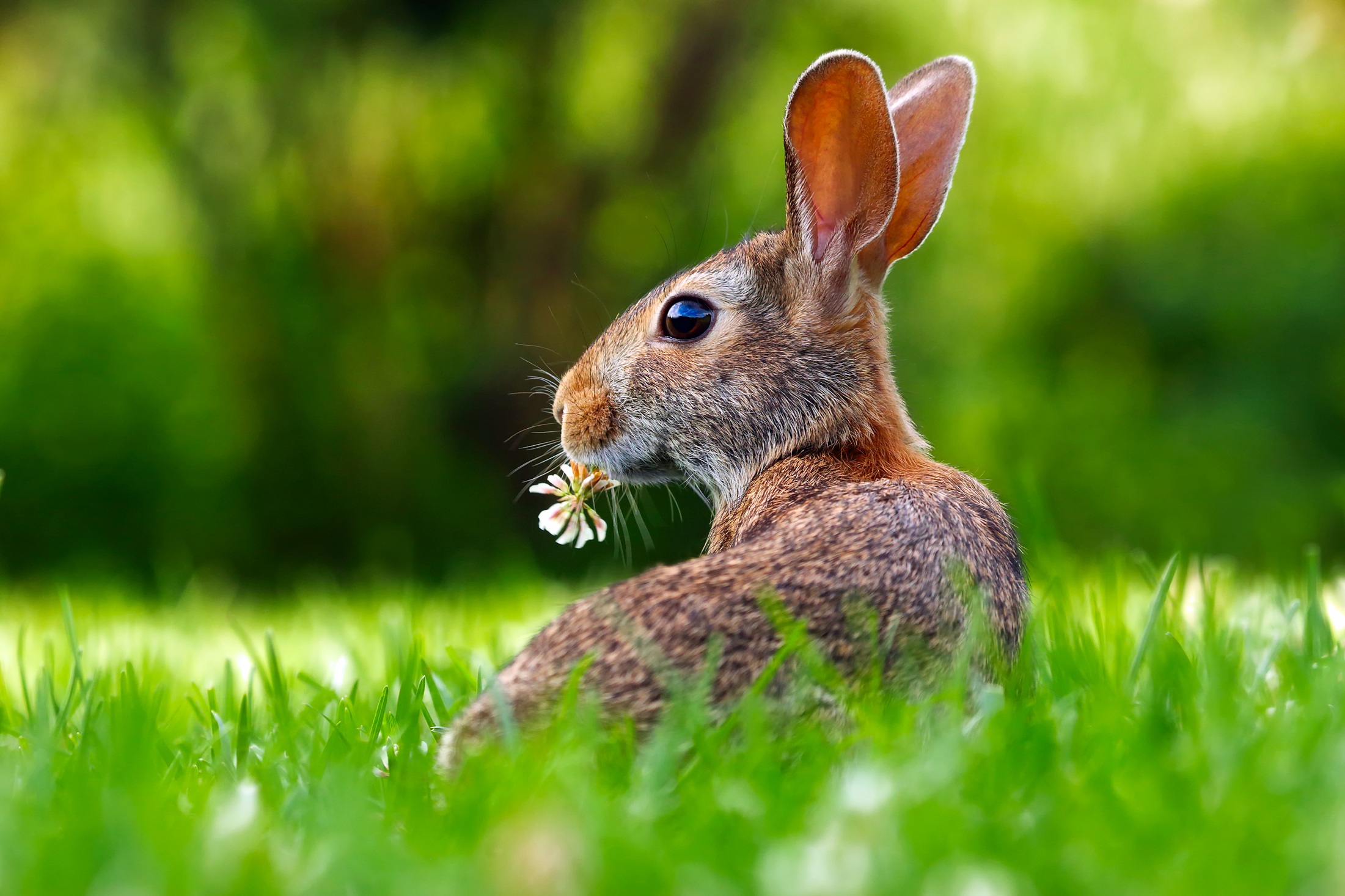rabbit with clover.jpeg