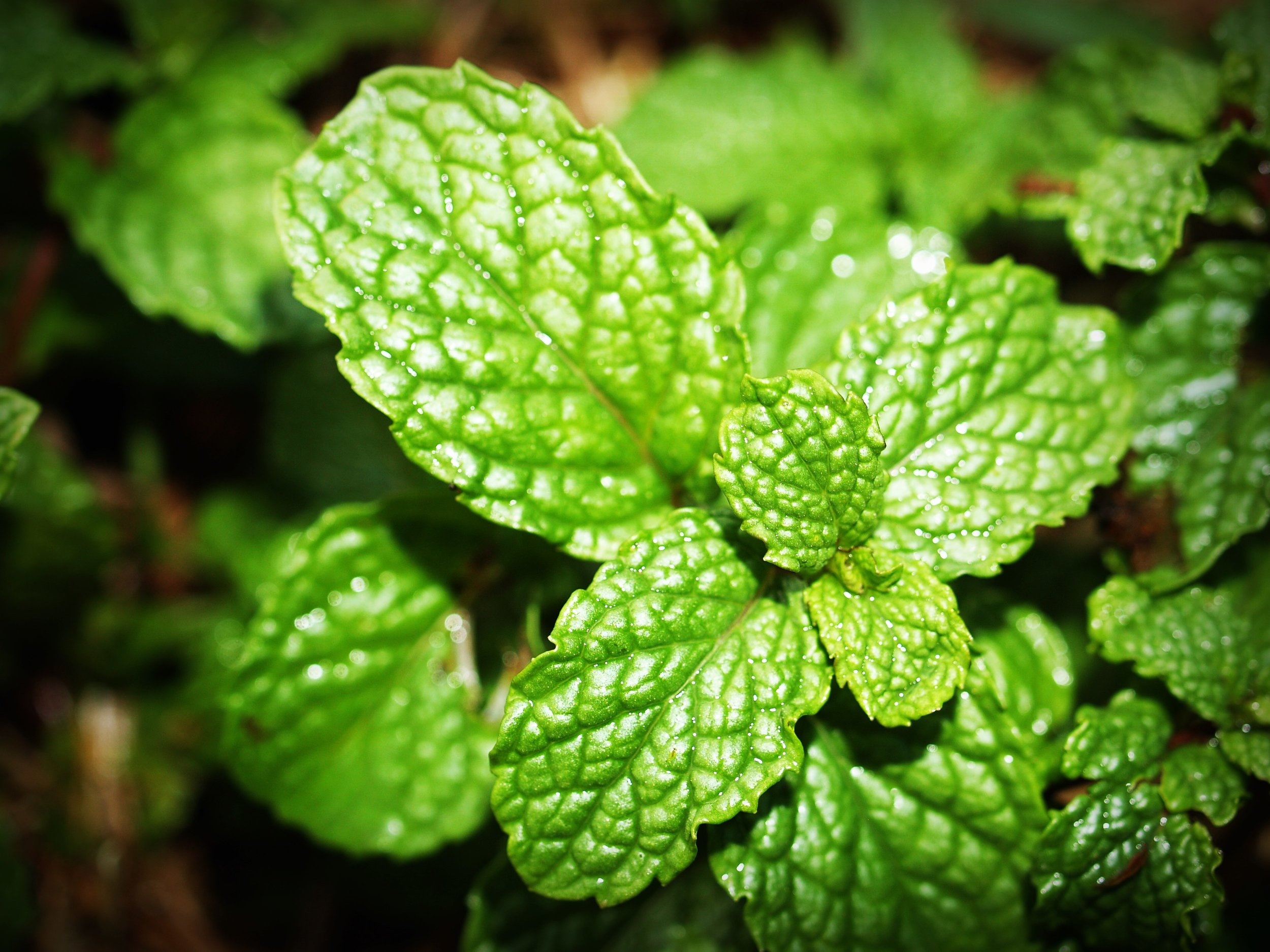 Copy of Mint Leaf Stock Photo