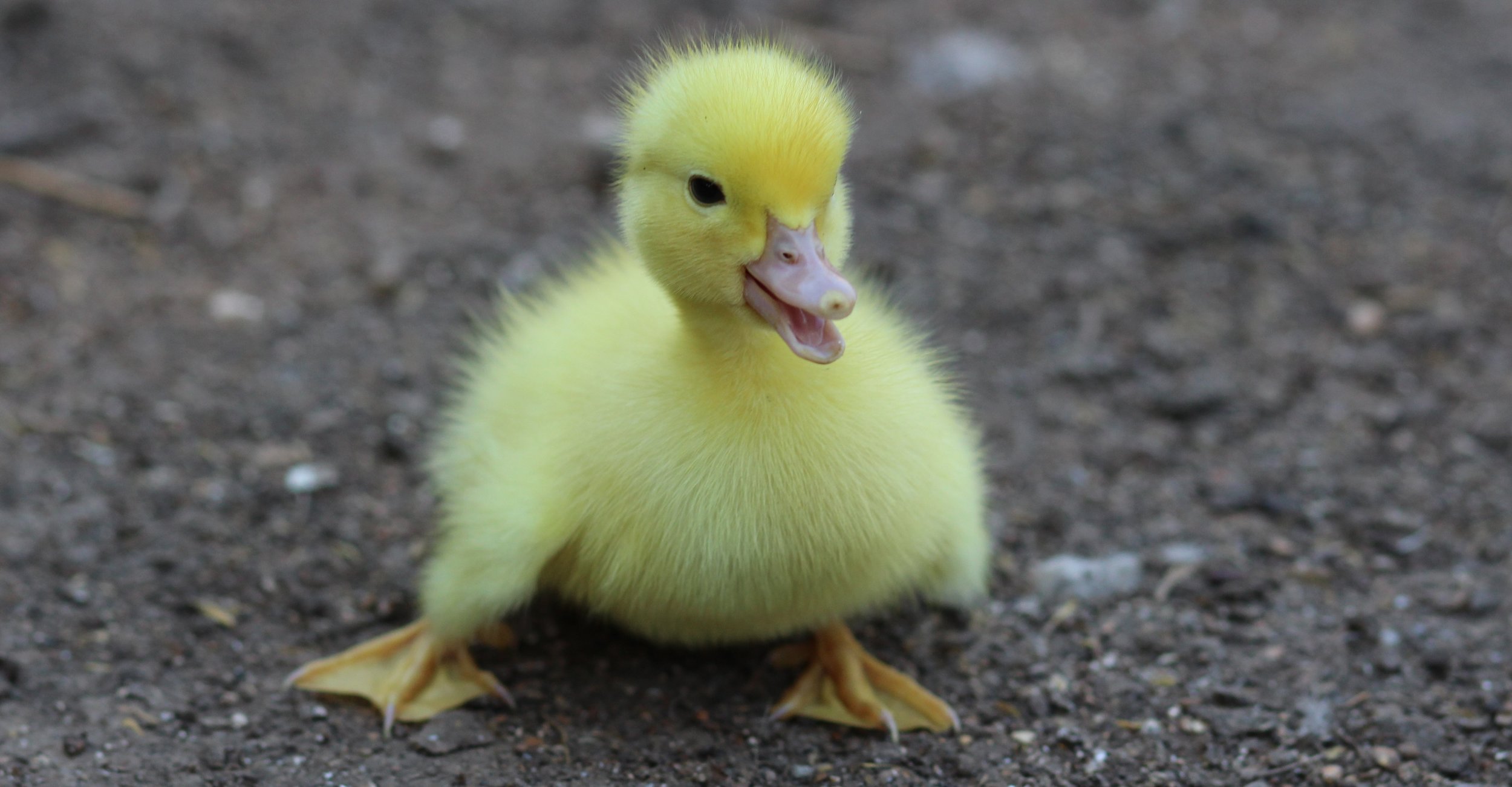 109 duckling-birds-yellow-fluffy-162137.jpeg