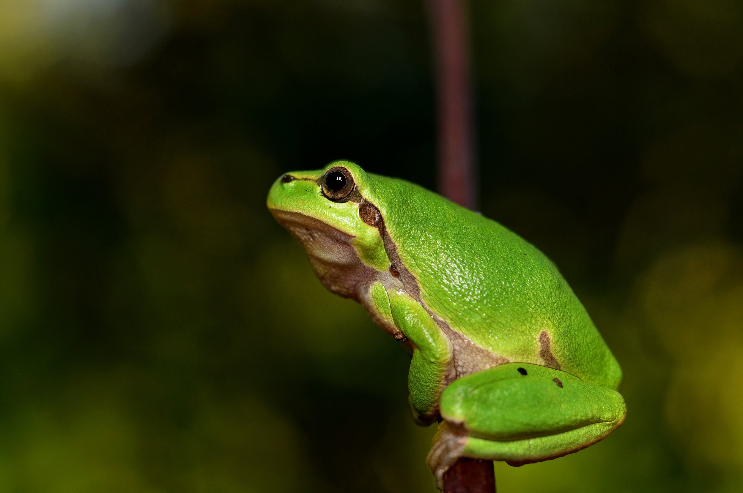 109 hyla-meridionalis-the-frog-amphibians.jpg