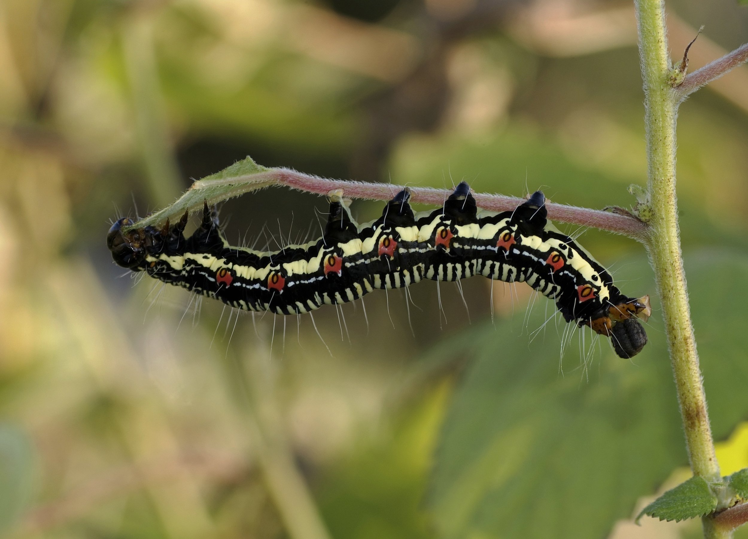 109 arcte-coerula-larva-caterpillar-insect-61148.jpeg
