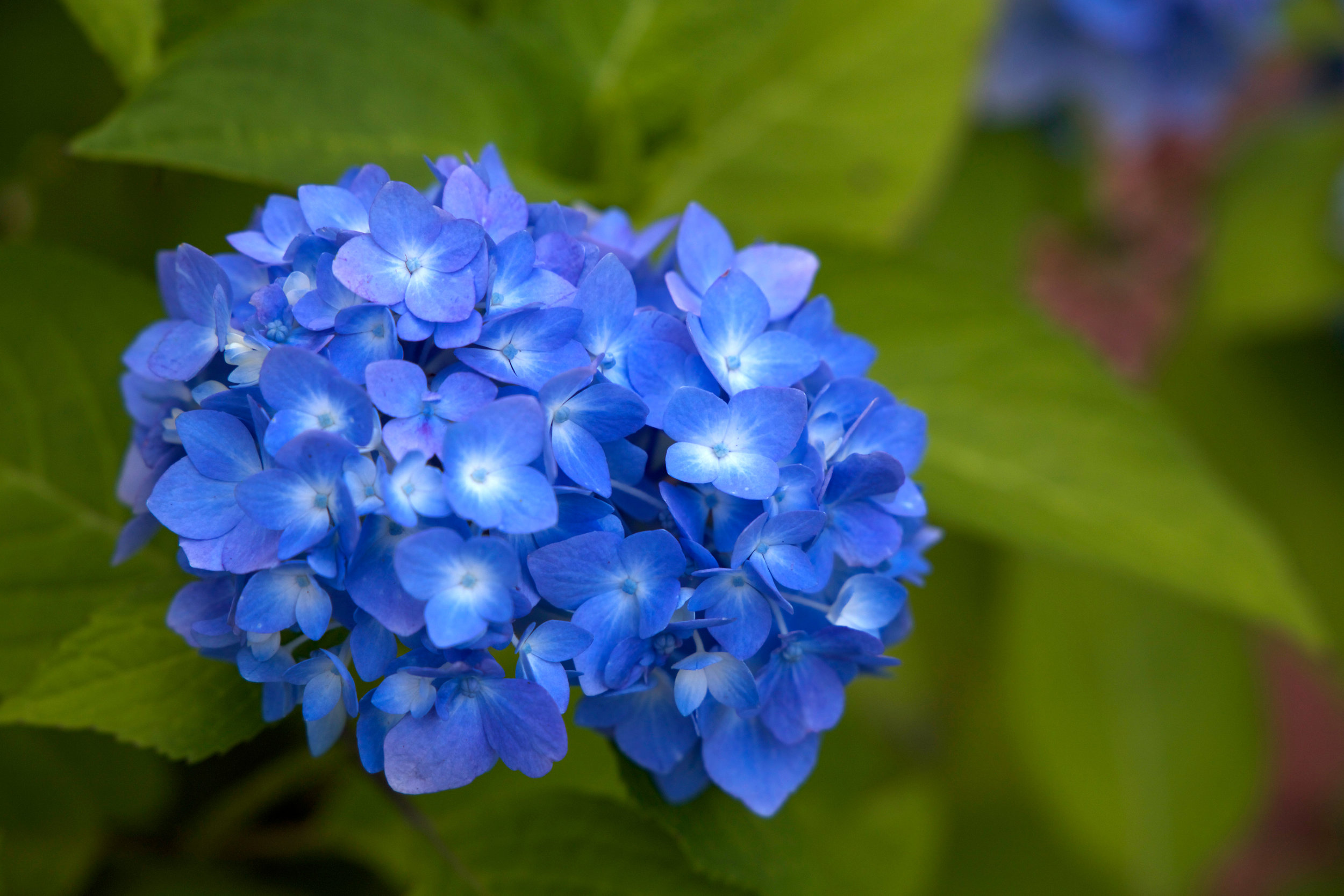 blue flower.jpg