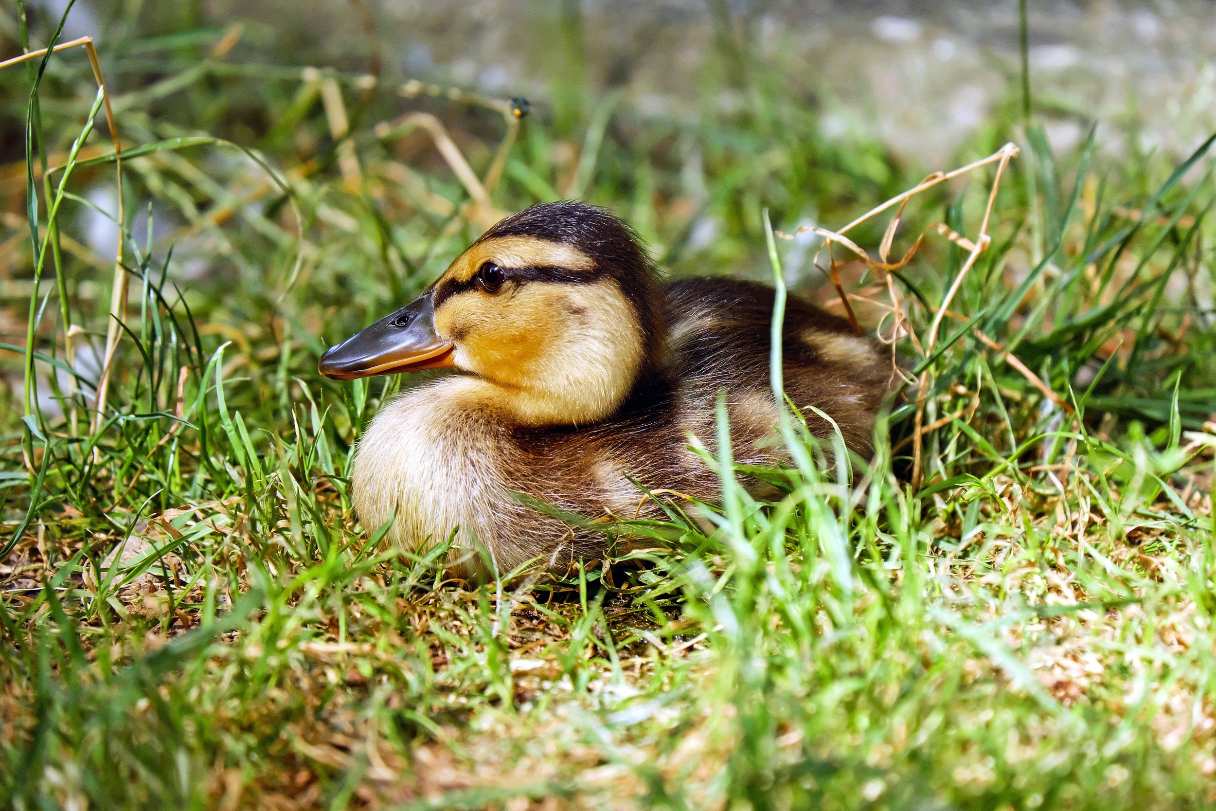 109 duck-chicks-animal-young-animal-158205.jpeg