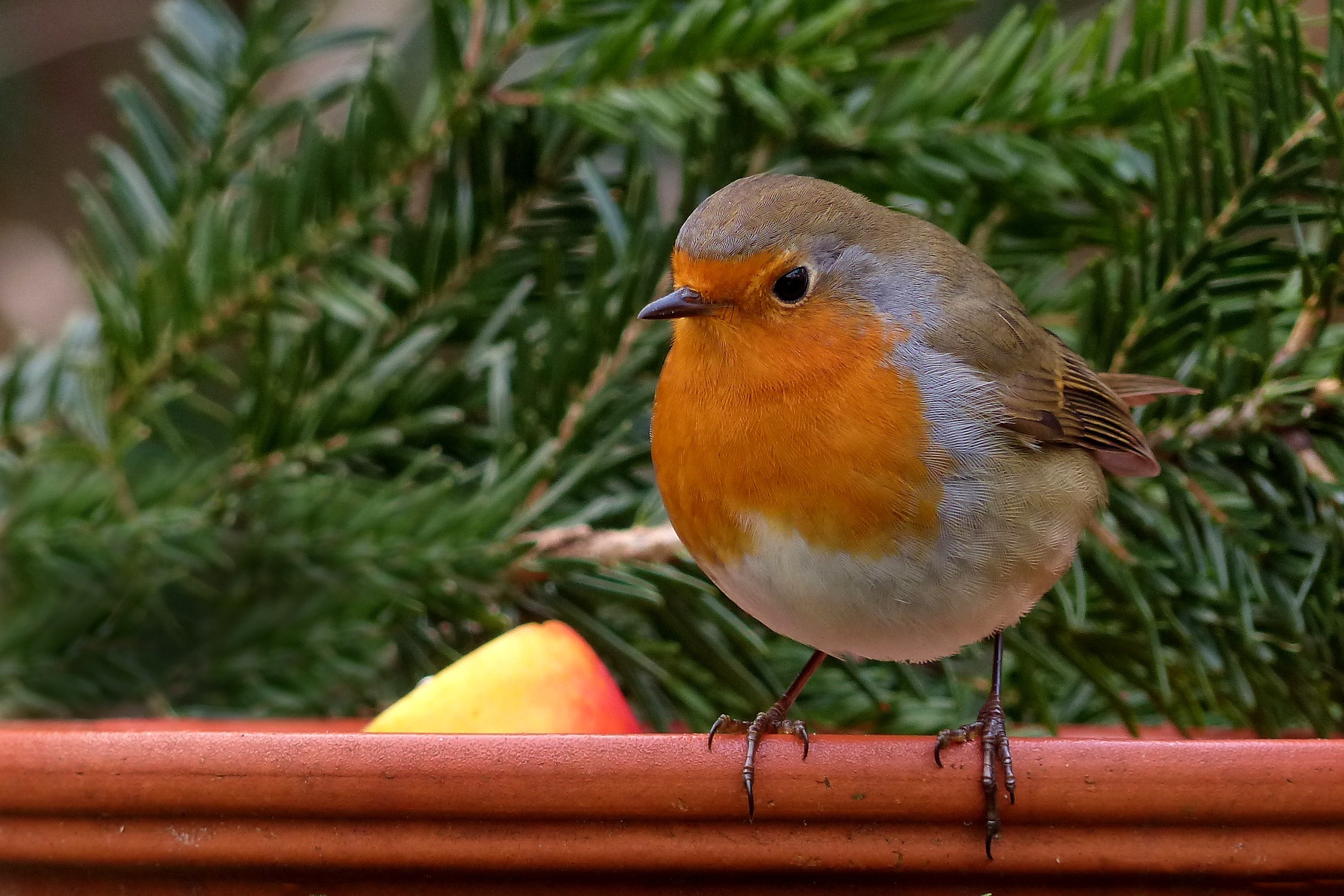 109 robin-bird-songbird-garden.jpg