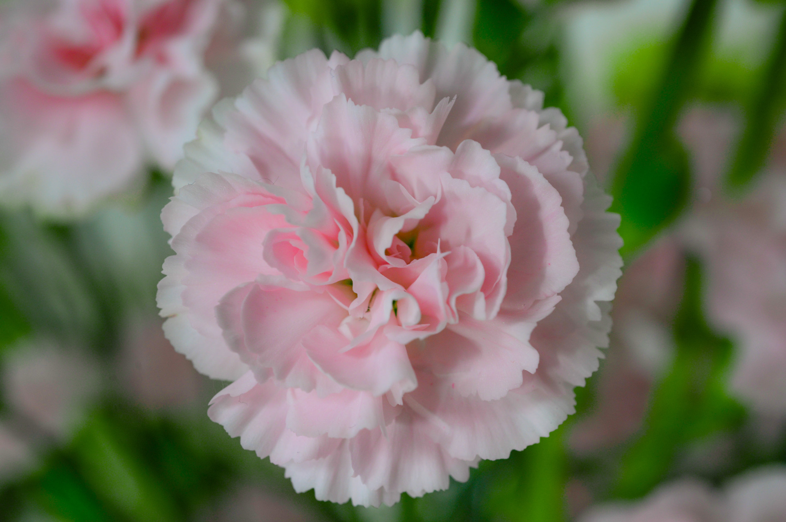 carnations.jpeg