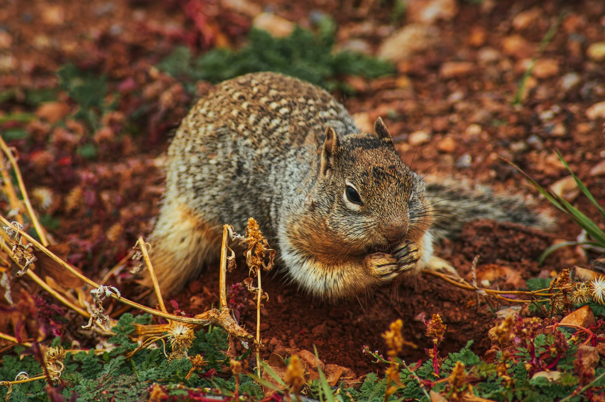 TAAL 1017 fall animal1.jpeg