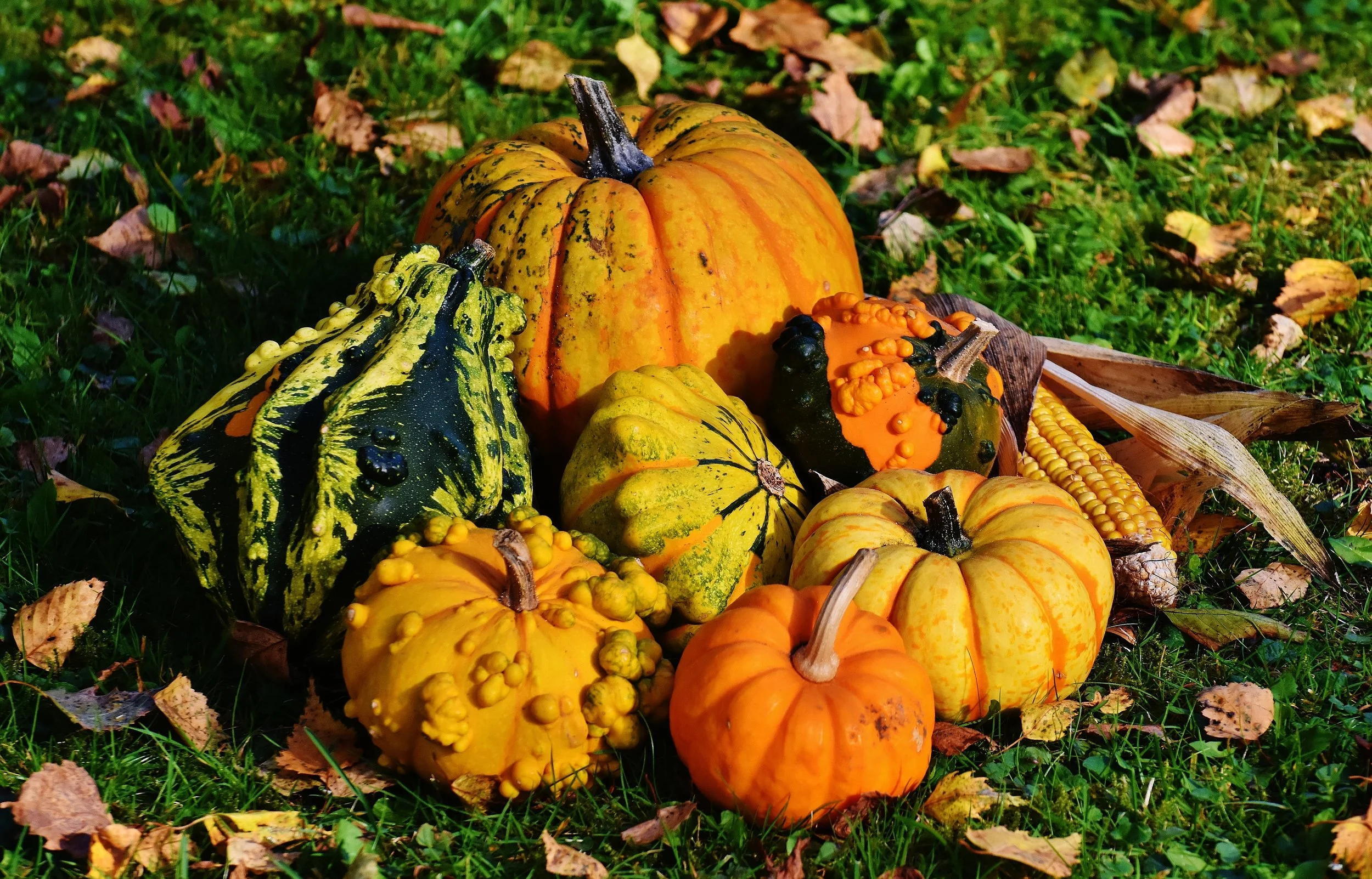 fall fv3.jpeg