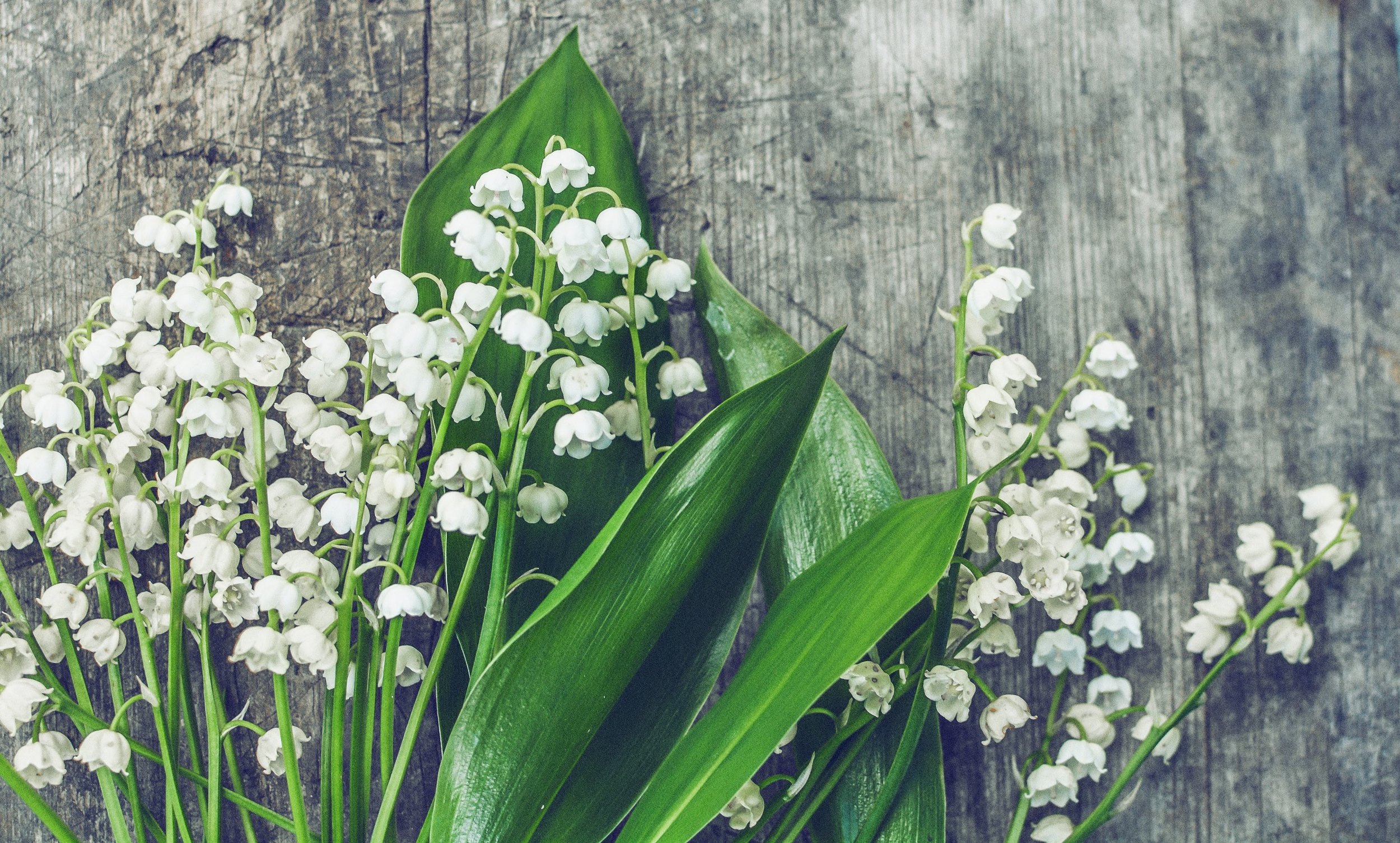 lily of the valley.jpeg
