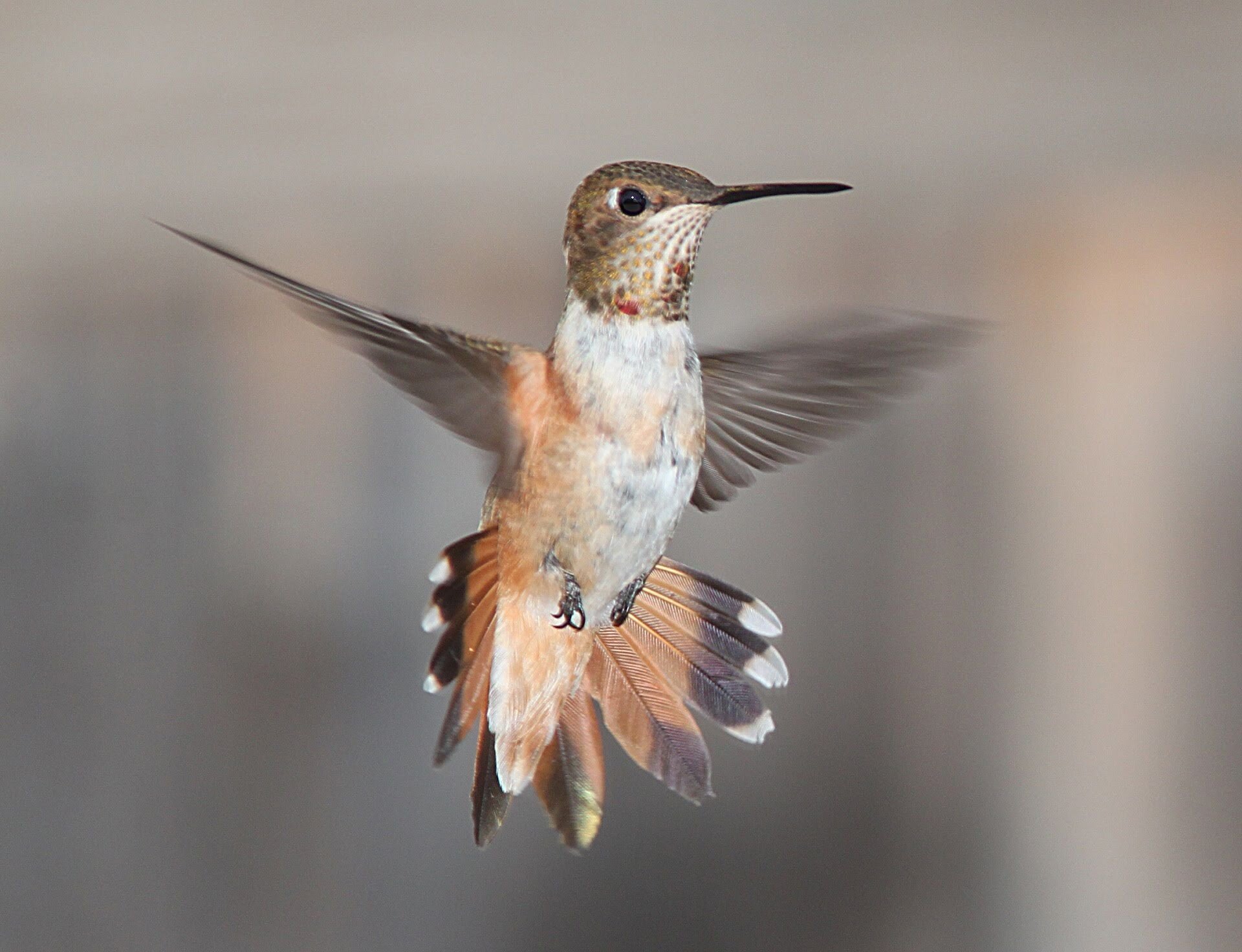 112 hummingbird-flying-portrait-wildlife-162223.jpeg