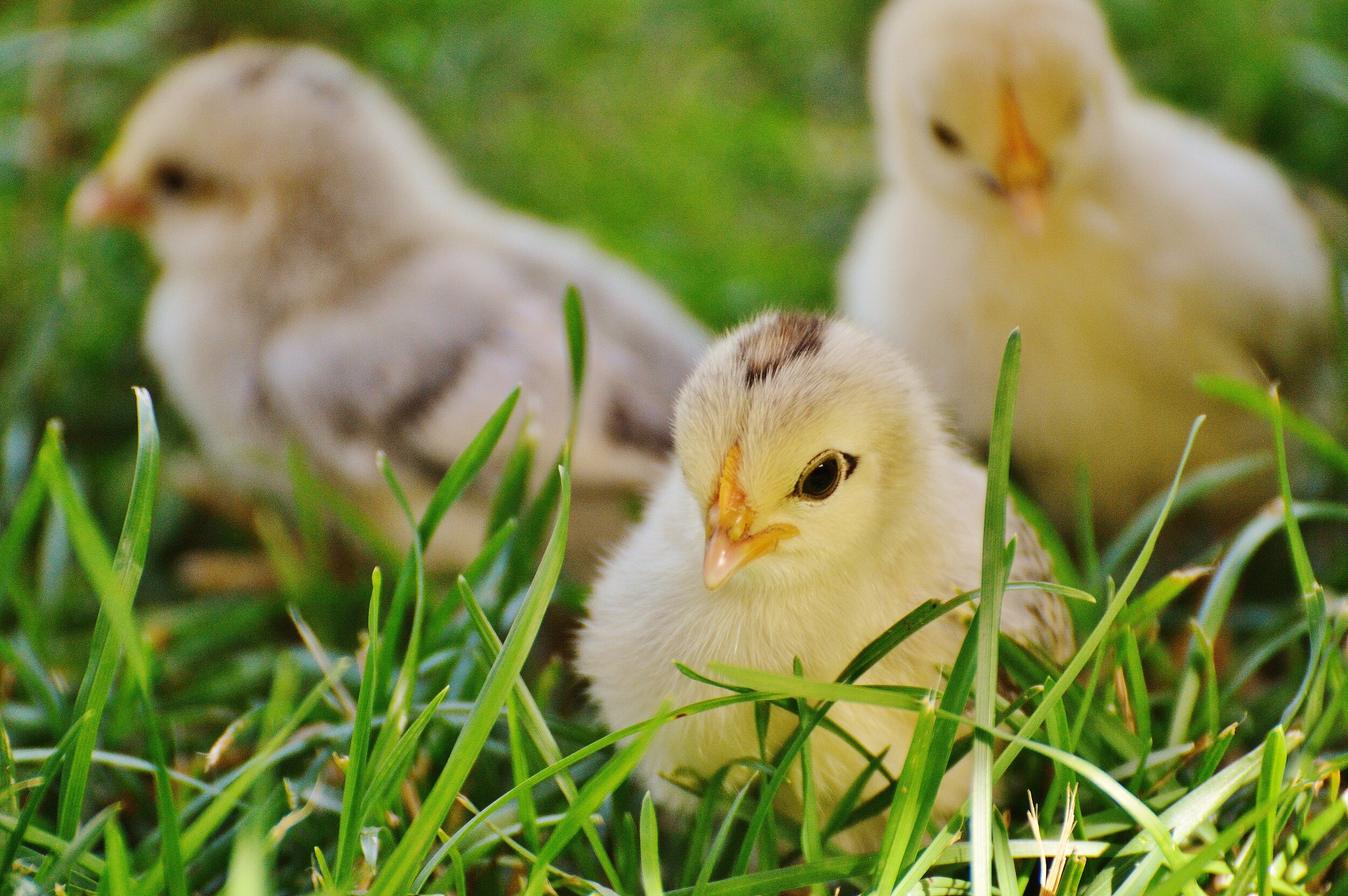 109 chicks-chicken-small-poultry-162164.jpeg