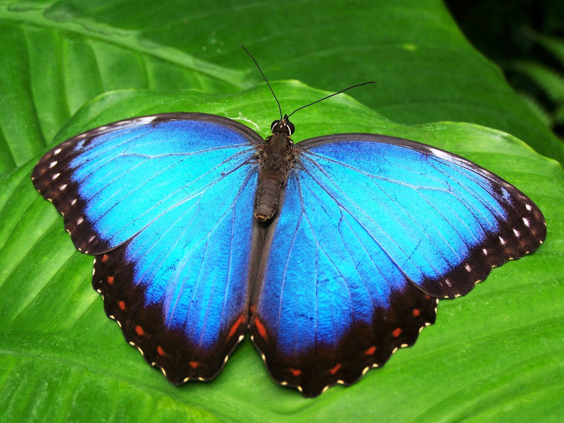 110 butterfly-blue-insect-blue-morphofalter-66268.jpeg
