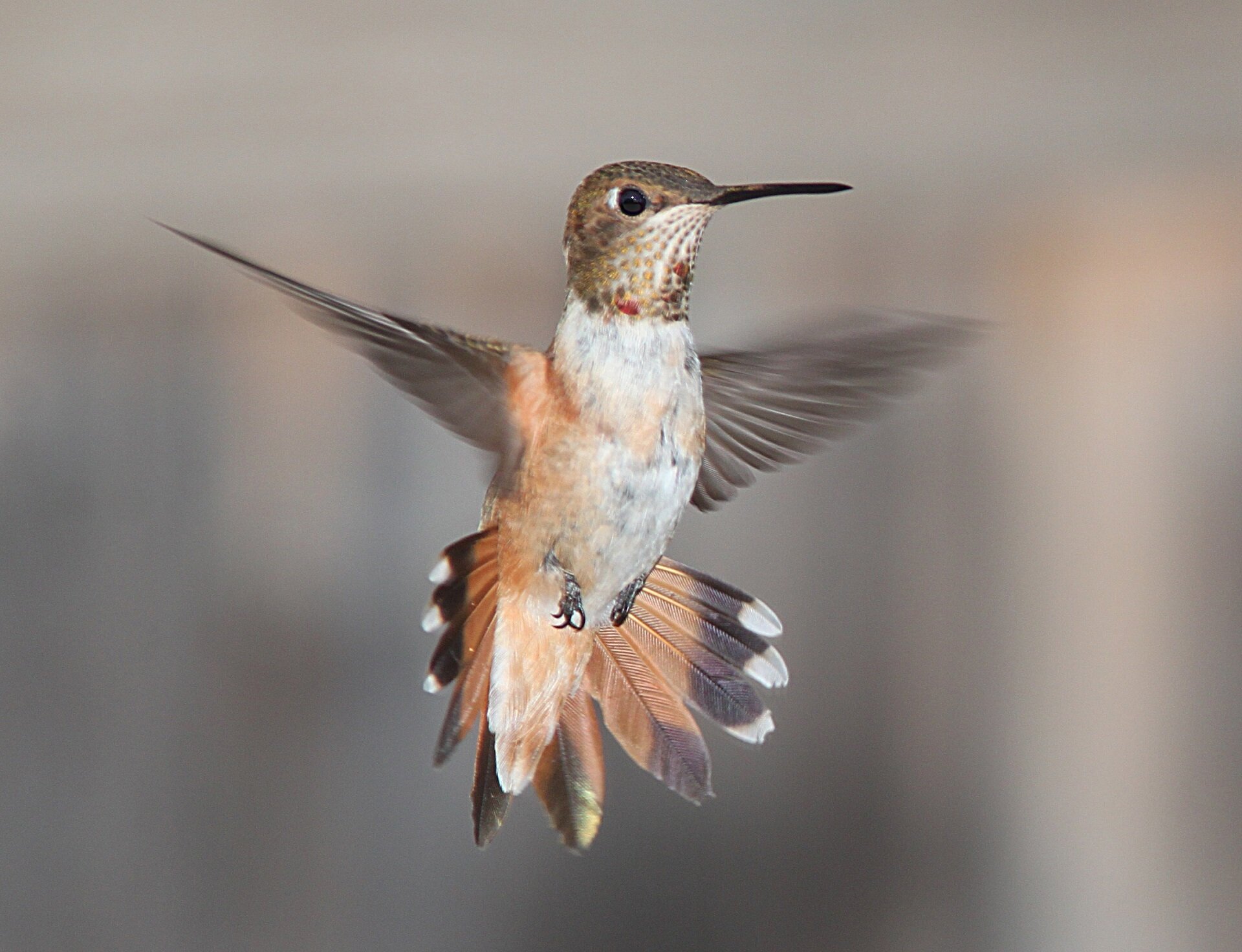 110 hummingbird-flying-portrait-wildlife-162223.jpeg