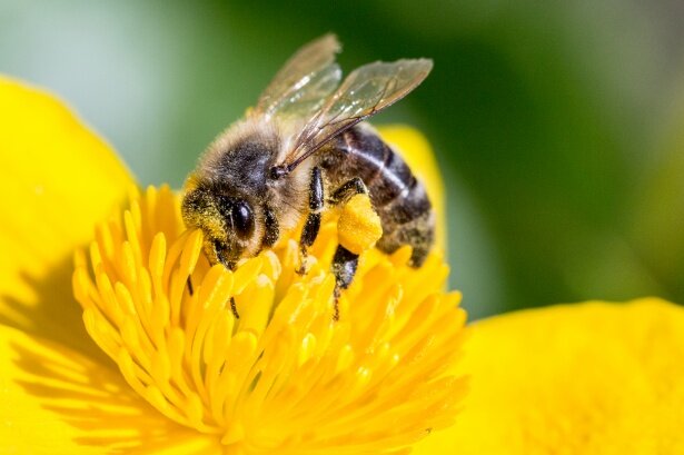 102 OB2 pollinating-bee-1494518889O0p.jpg