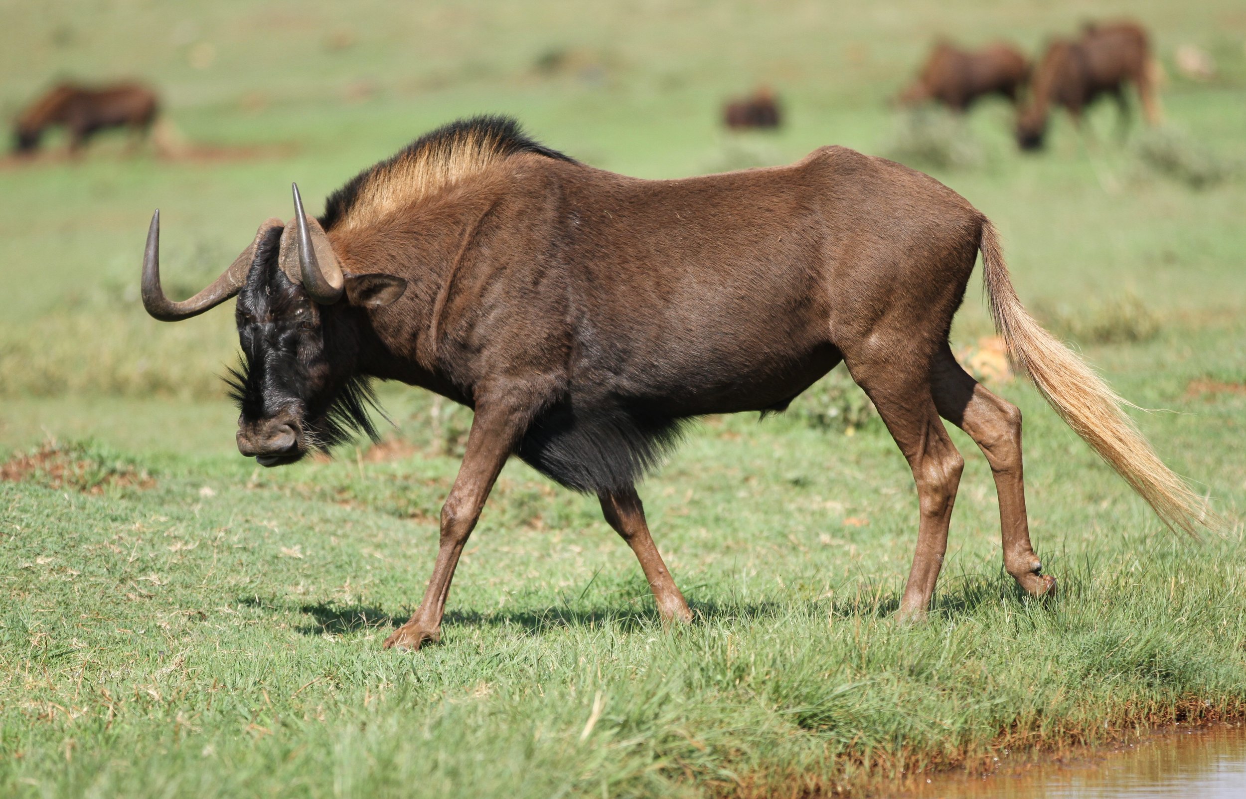 Black wildebeest, or white-tailed gnu, Connochaetes gnou at Krug