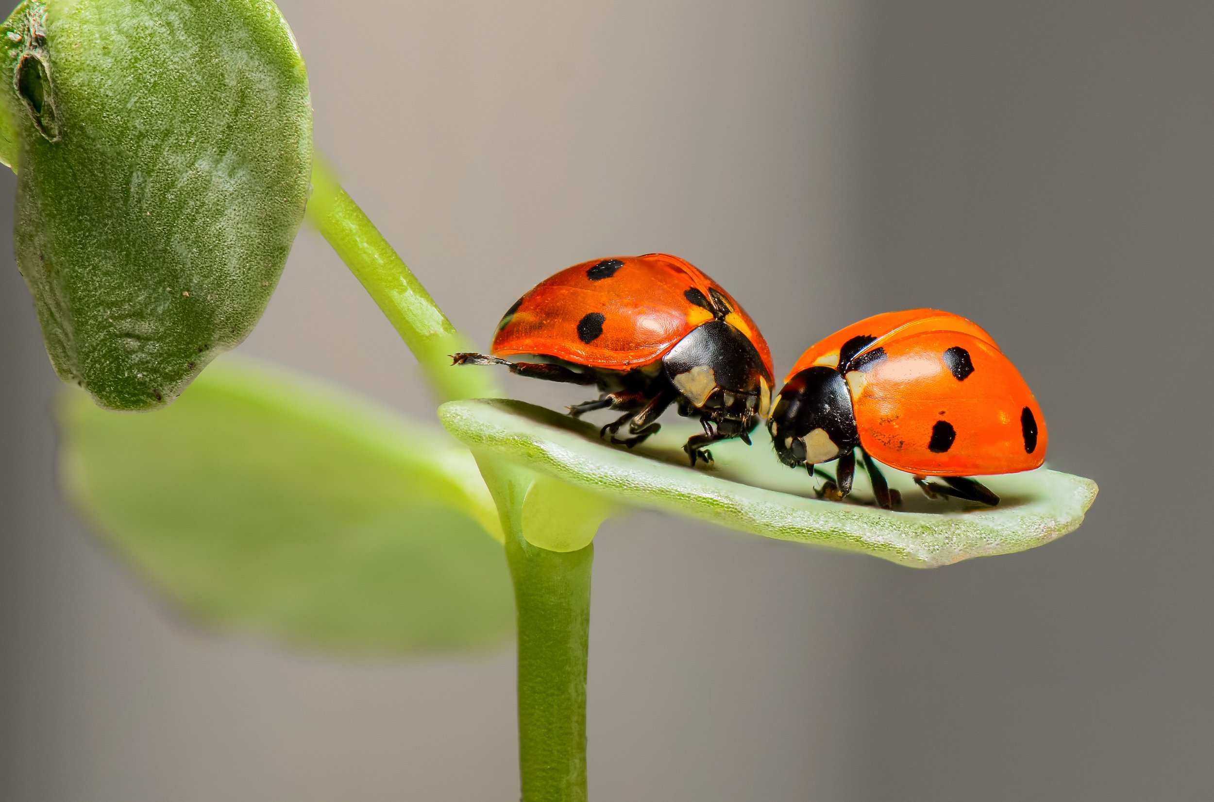 109 ladybugs-ladybirds-bugs-insects-144243.jpeg