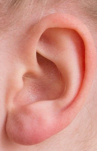 110 ear HH.jpg